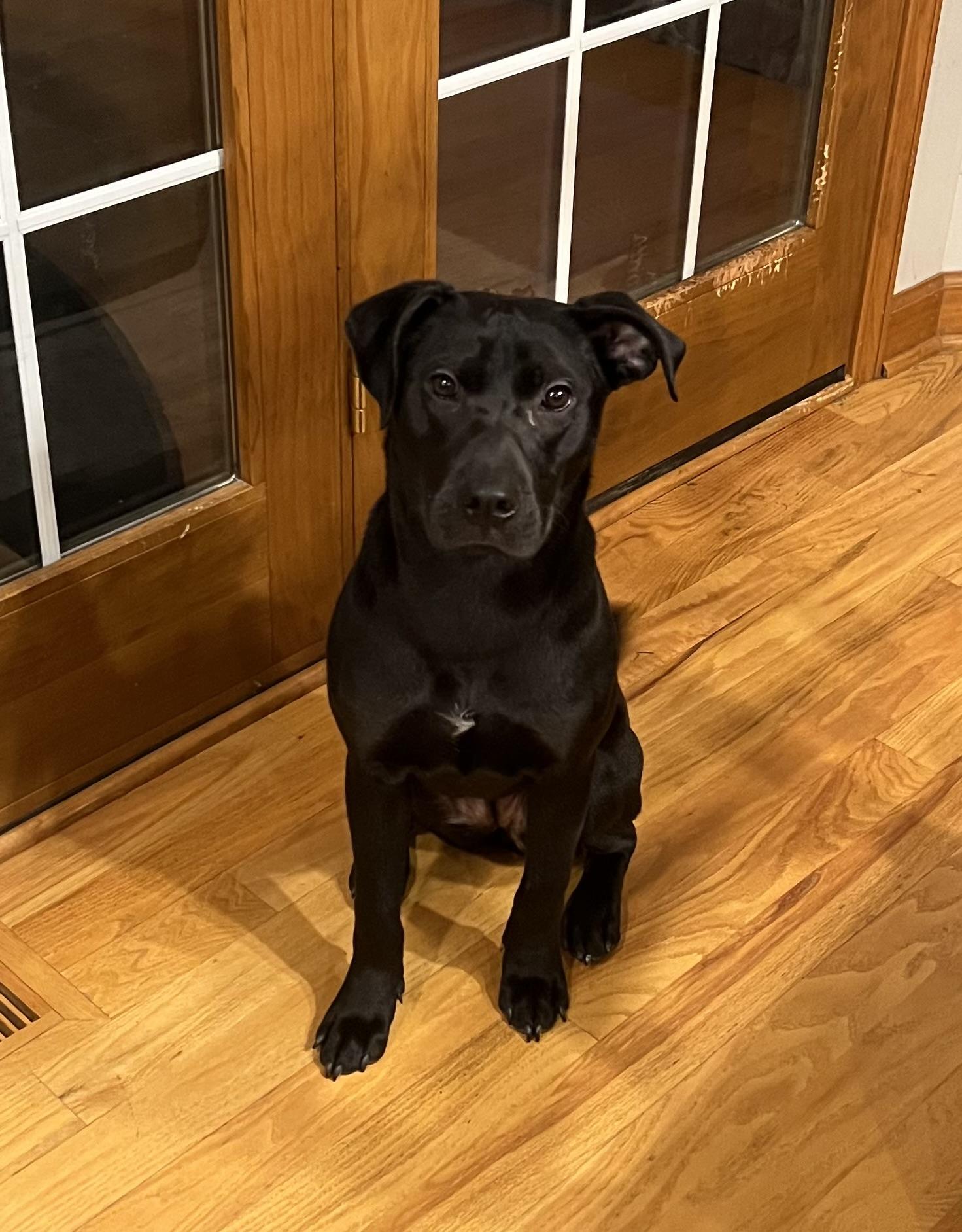 Roxie, ADOPTABLE, Young Female Black Labrador Retriever.