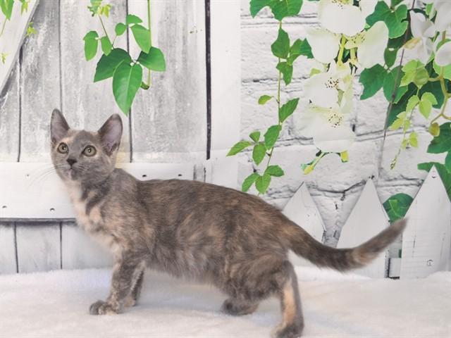 LENOIR, Adoptable, Kitten Female Domestic Short Hair & Domestic Short Hair.