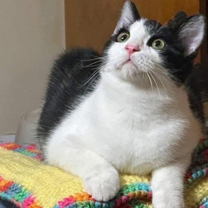 Enlarge Skunk, a Adoptable Domestic Short Hair in Galesburg, IL image 1/2