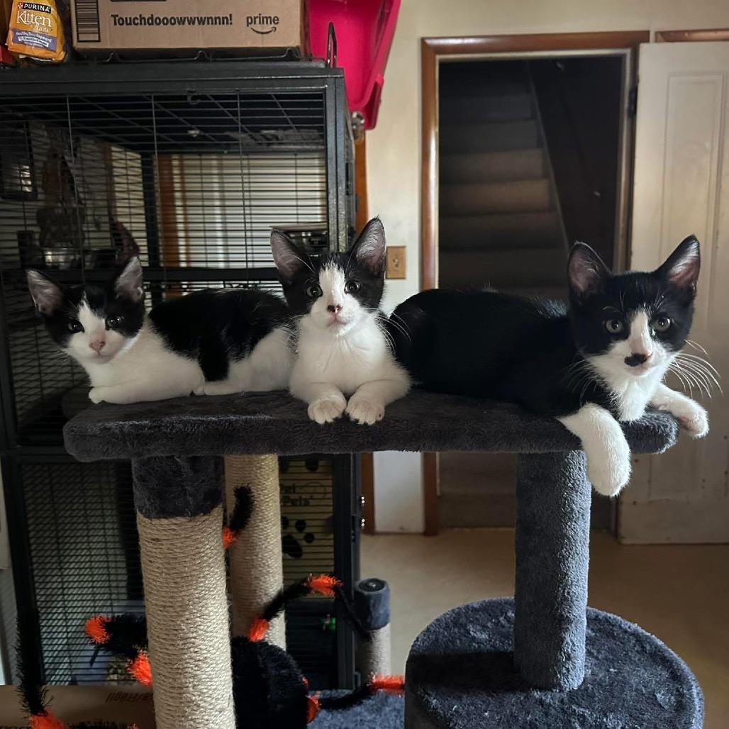 Enlarge Skunk, a Adoptable Domestic Short Hair in Galesburg, IL image 2/2