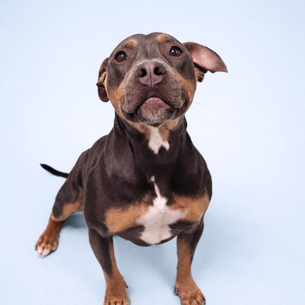 Enlarge LAYLA, a Adoptable Pit Bull Terrier in Clinton Township, MI image 1/1