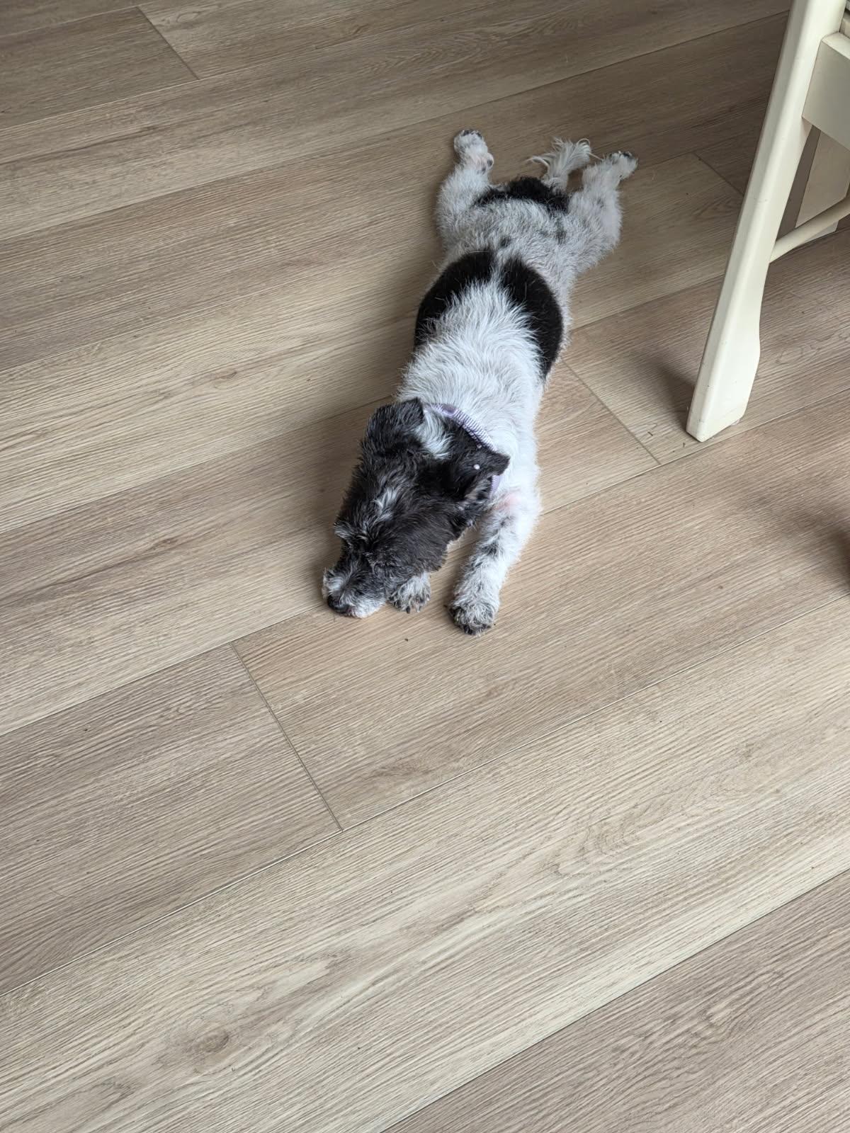 Princess, a Adopted Terrier in Royal Palm Beach, FL image 1/2