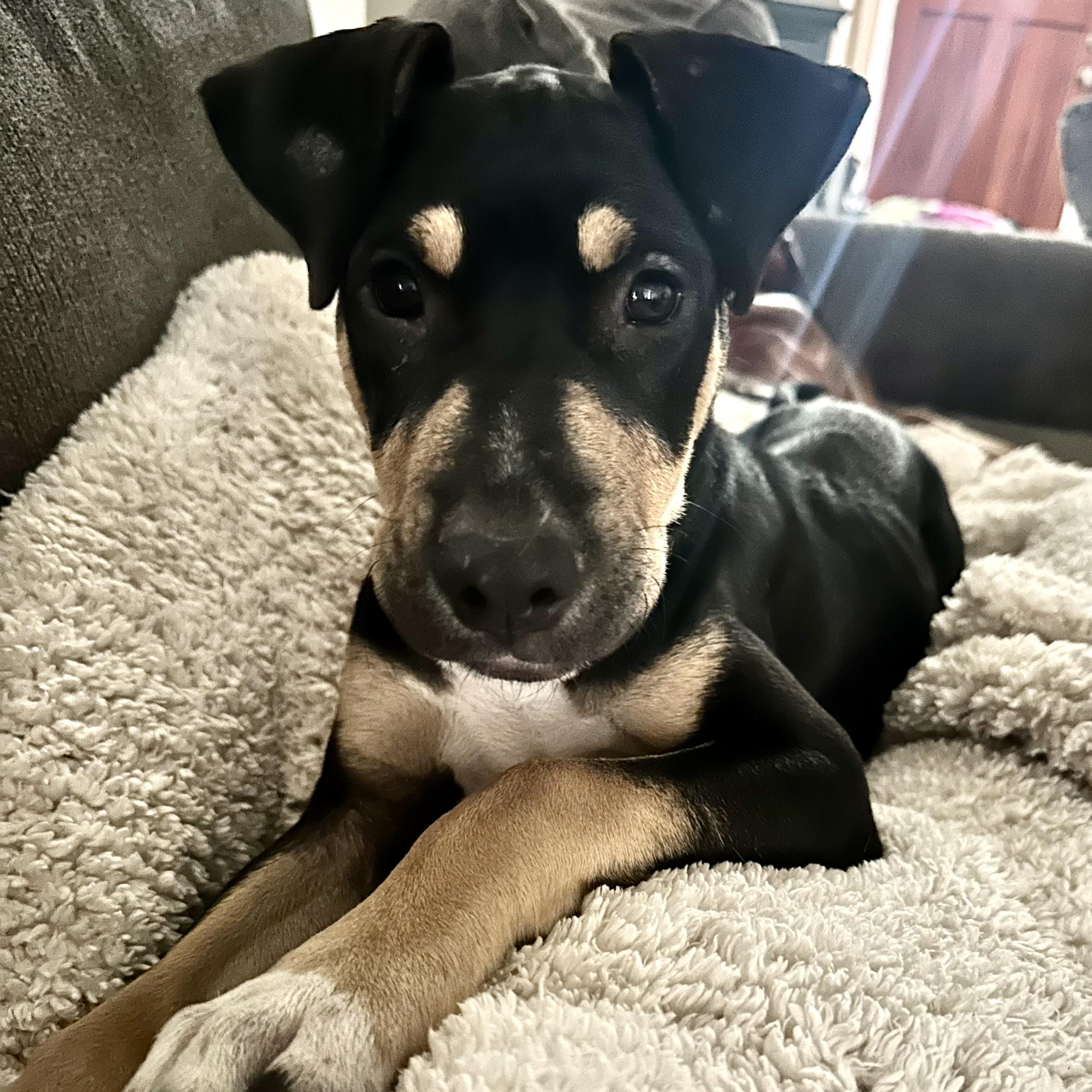 Apollo photo