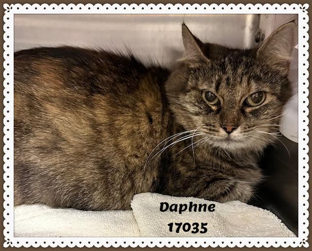 DAPHNE see also ELOISE, adopted, Young Female Domestic Medium Hair & Tabby.