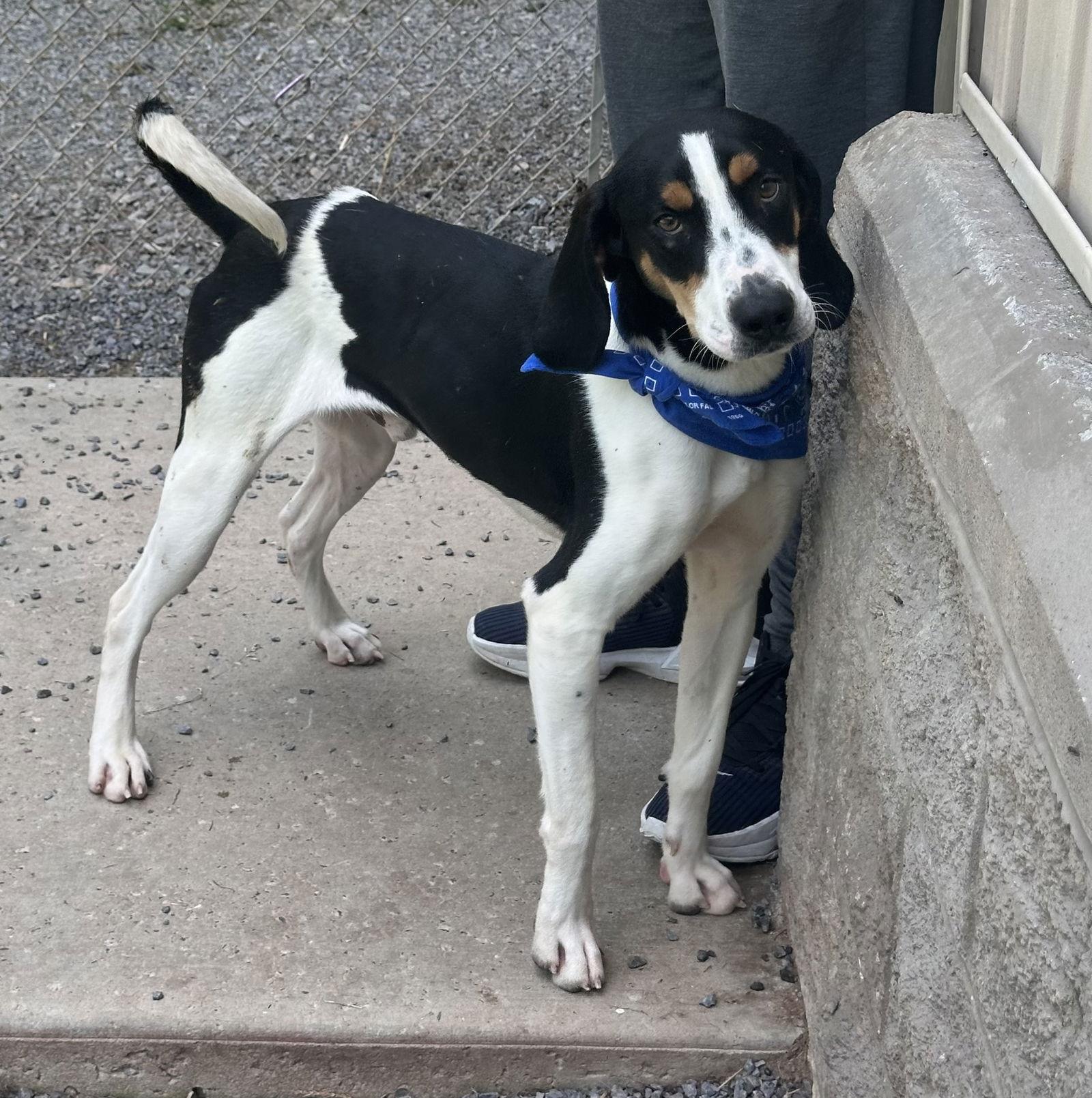 Enlarge Boone, a Adopted Hound in Covington, VA image 1/1