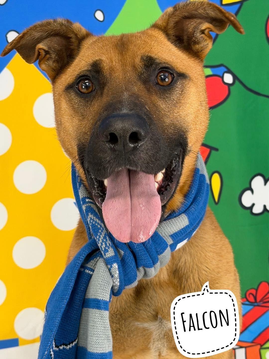 Enlarge Falcon, a ADOPTABLE Mixed Breed in Flint, MI image 1/1