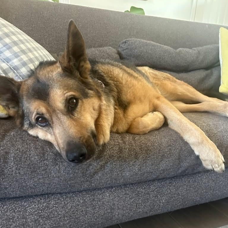 Luna, an adoption pending German Shepherd Dog in Powell Butte, OR image 3/6