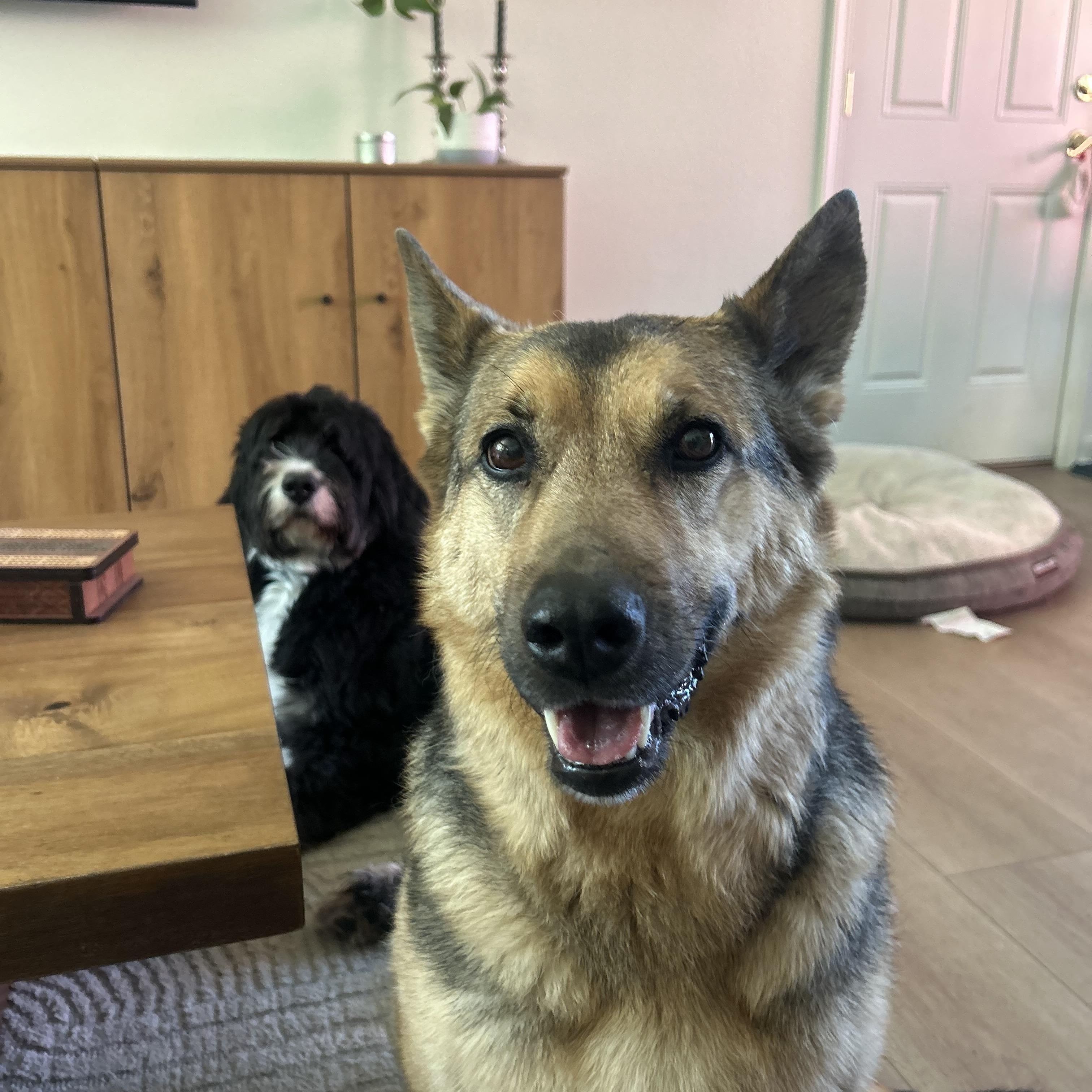 Luna, an adoption pending German Shepherd Dog in Powell Butte, OR image 4/6