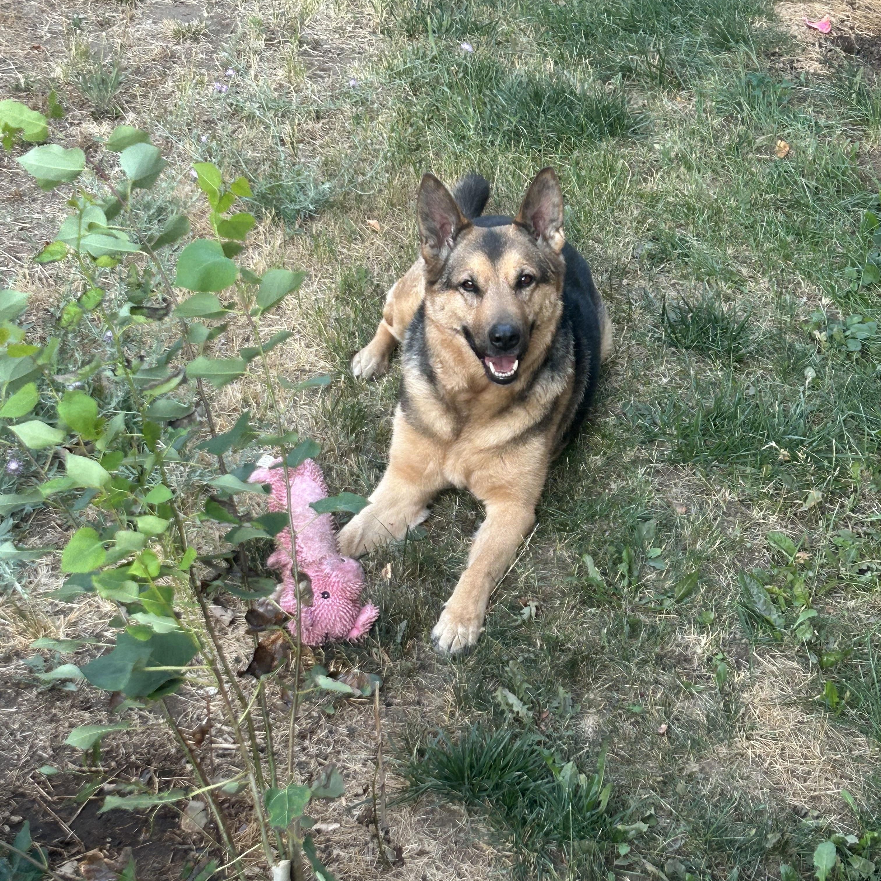 Luna, an adoption pending German Shepherd Dog in Powell Butte, OR image 5/6