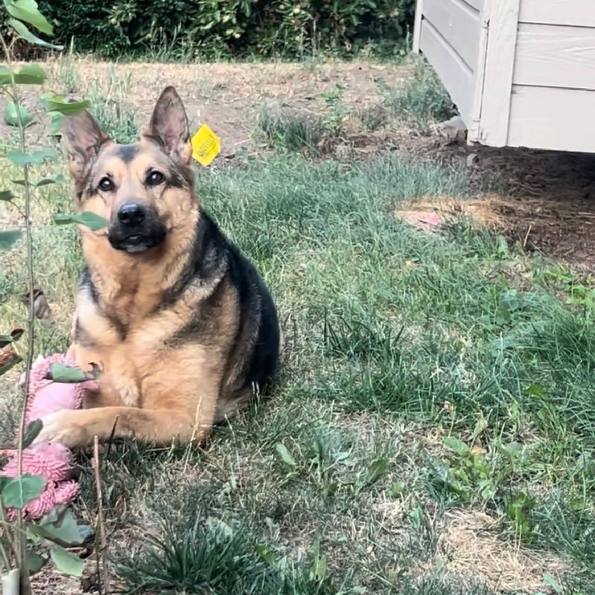 Luna, an adoption pending German Shepherd Dog in Powell Butte, OR image 2/6