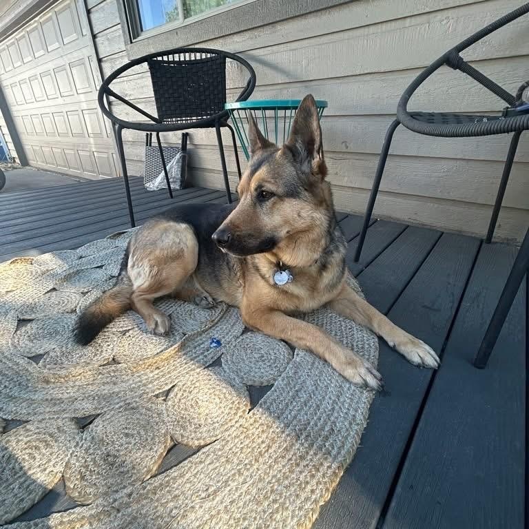 Luna, an adoption pending German Shepherd Dog in Powell Butte, OR image 1/6