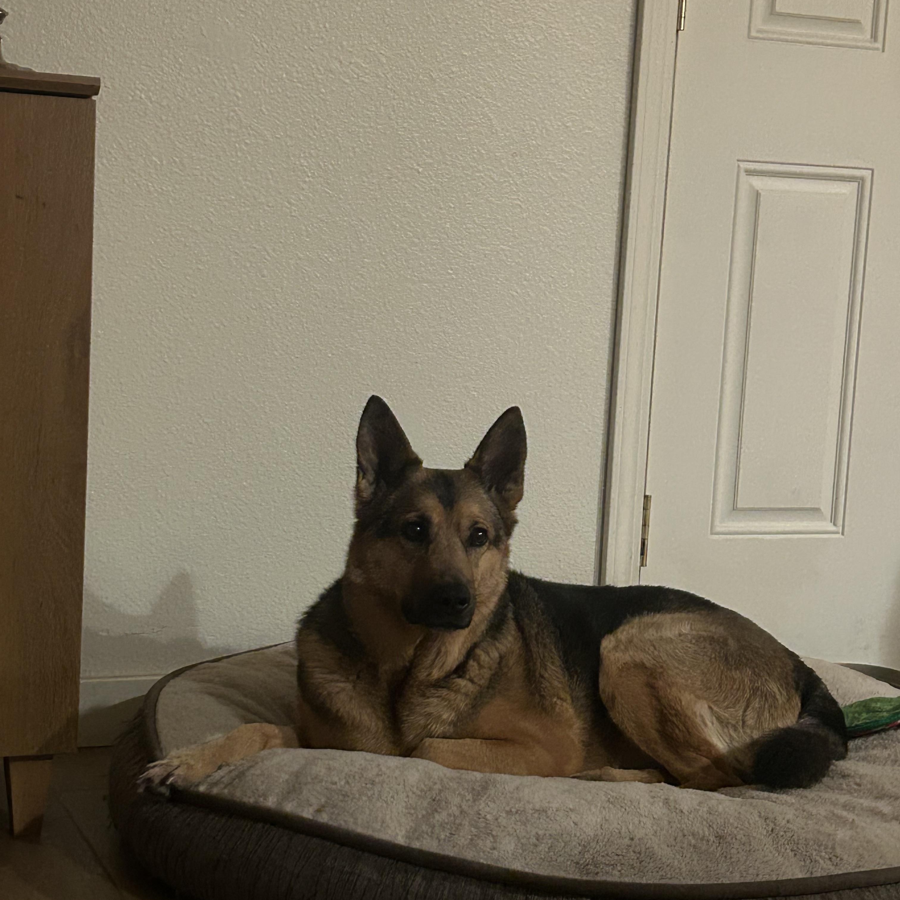 Luna, an adoption pending German Shepherd Dog in Powell Butte, OR image 6/6
