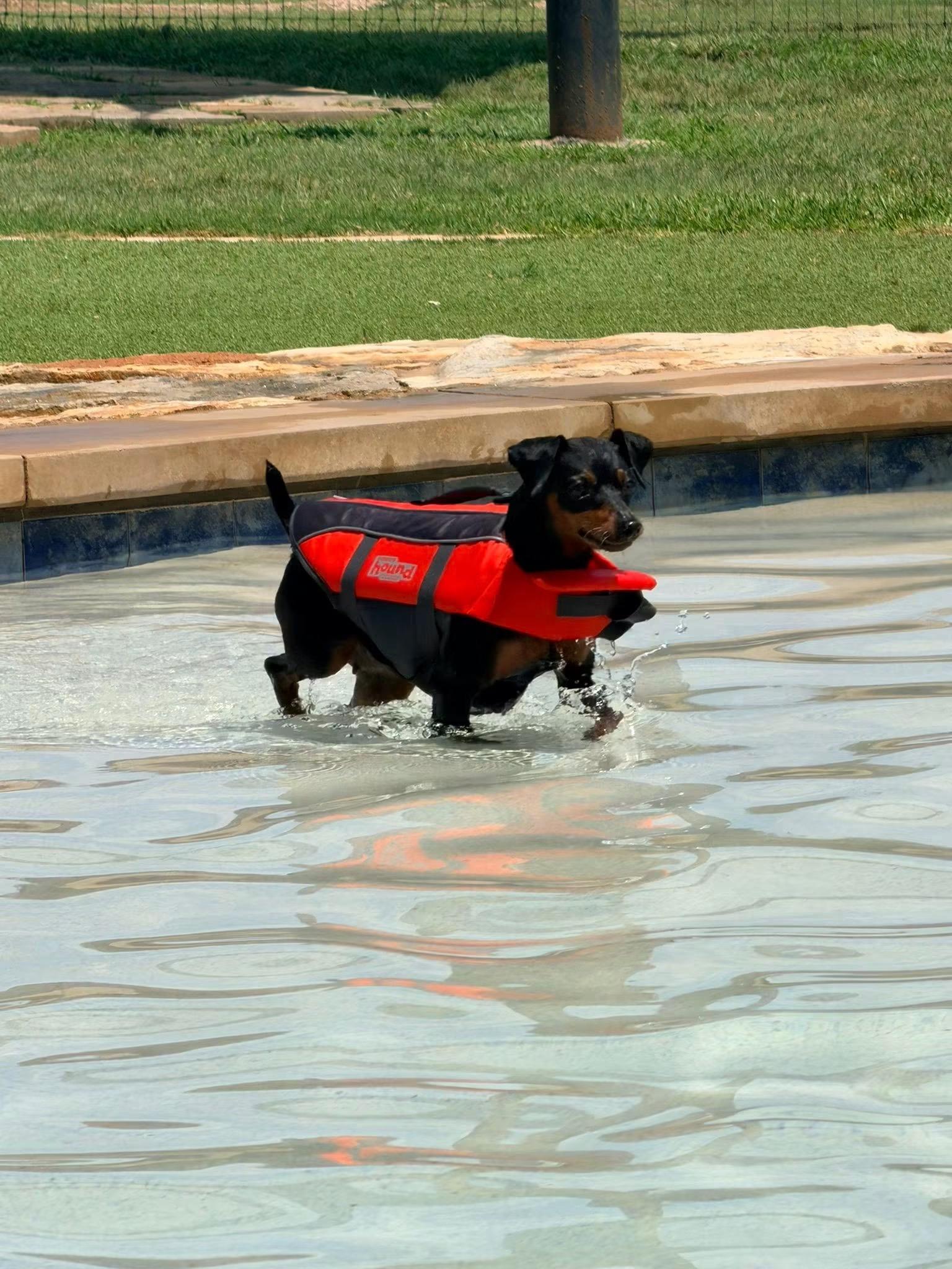 Jessie, a ADOPTABLE Miniature Pinscher in Austin, TX image 3/6