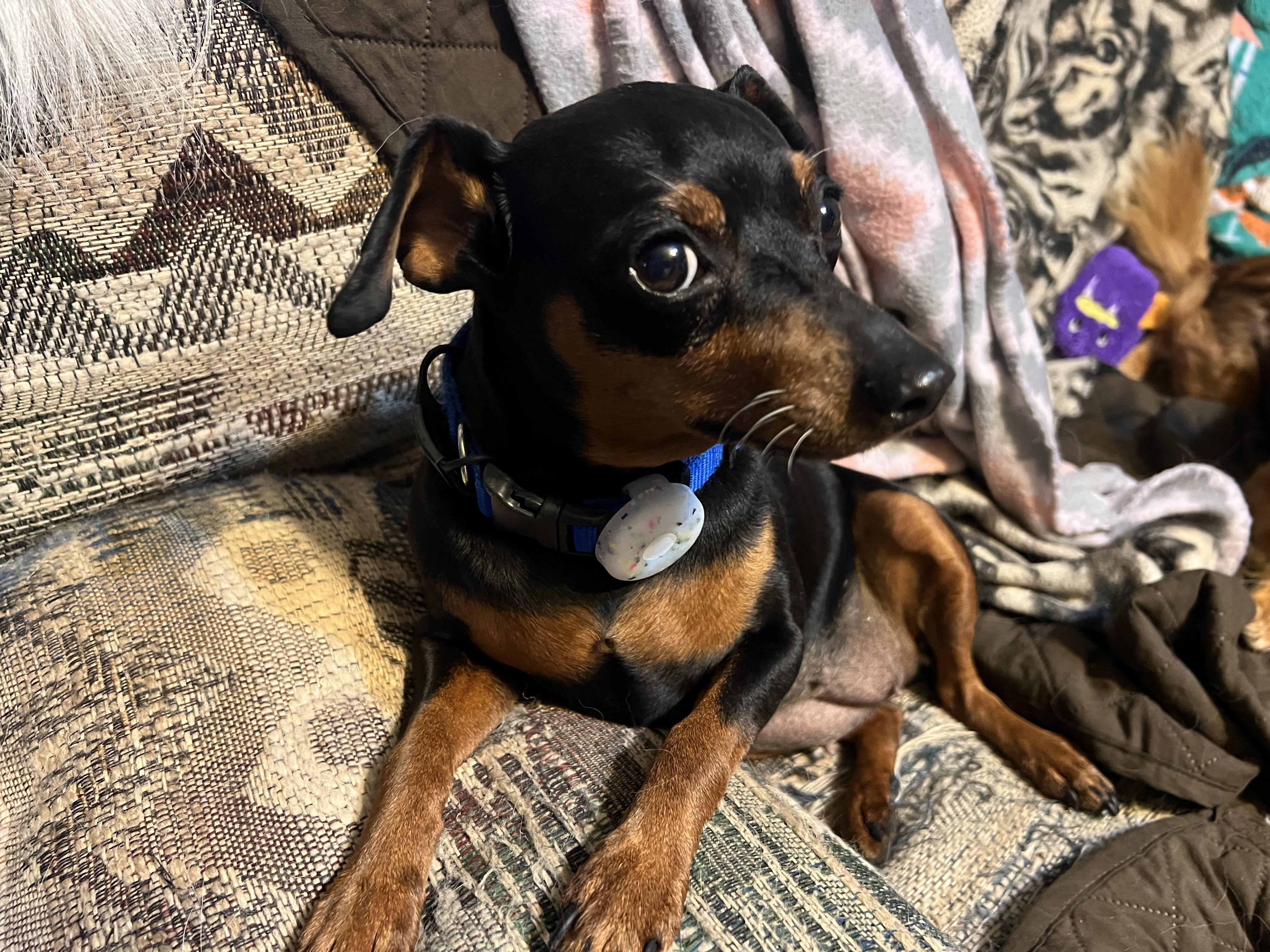 Enlarge Jessie, a ADOPTABLE Miniature Pinscher in Austin, TX image 4/5
