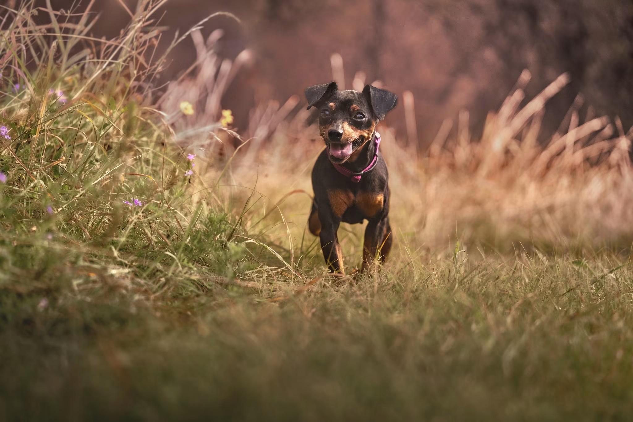 Jessie, a ADOPTABLE Miniature Pinscher in Austin, TX image 2/6