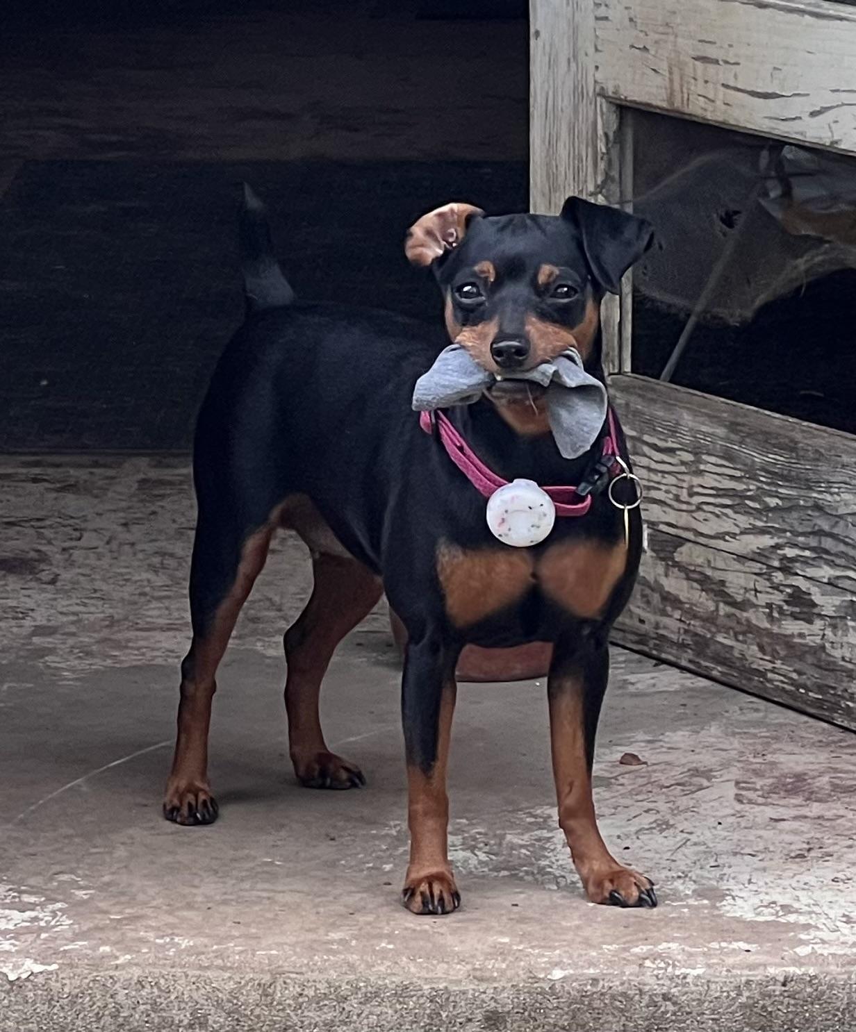 Enlarge Jessie, a ADOPTABLE Miniature Pinscher in Austin, TX image 1/6