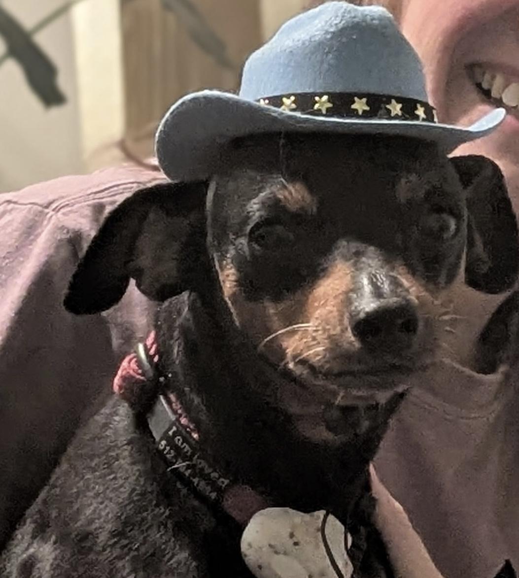 Jessie, a ADOPTABLE Miniature Pinscher in Austin, TX image 2/6