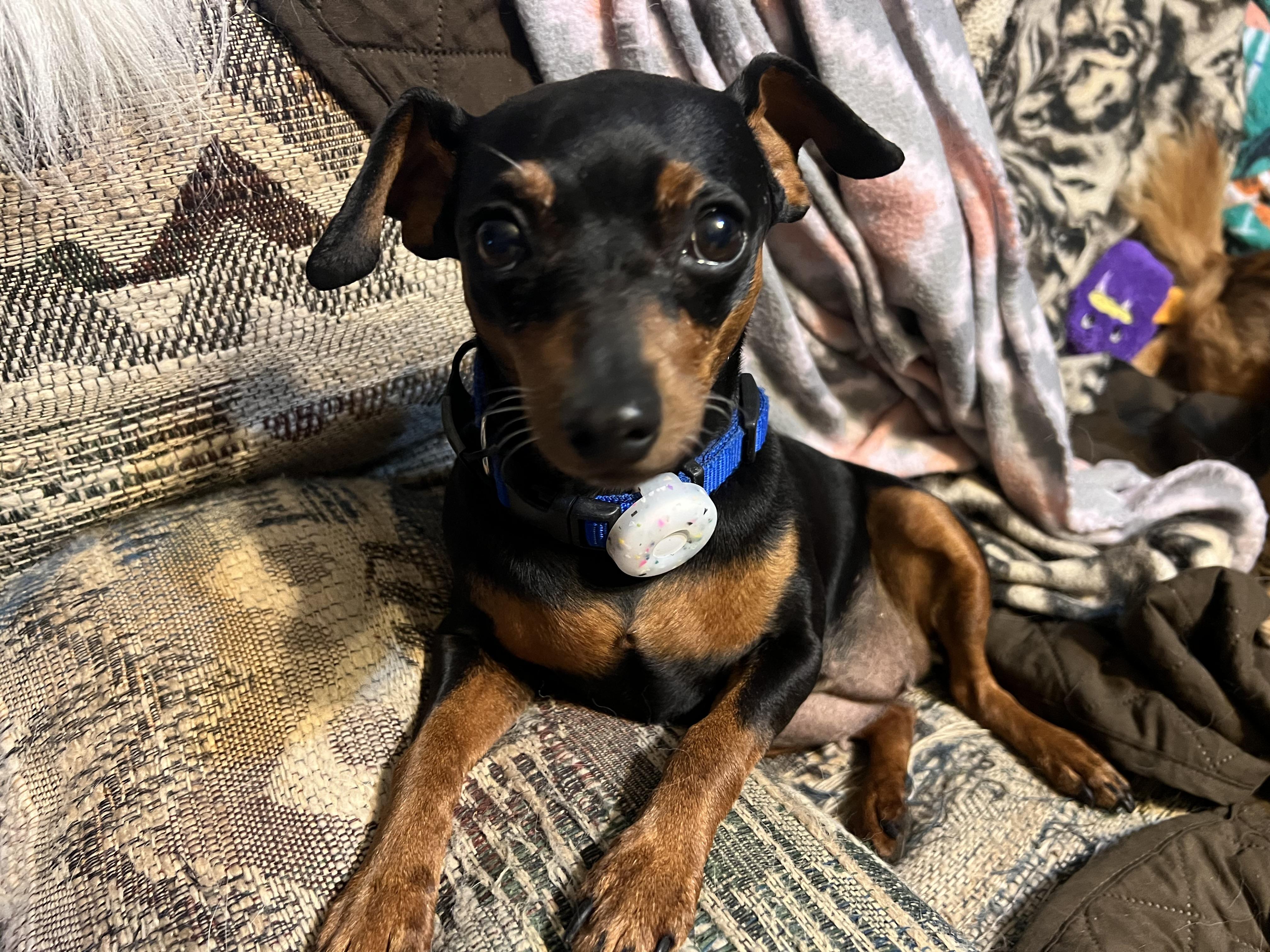 Jessie, ADOPTABLE, Adult Female Miniature Pinscher.