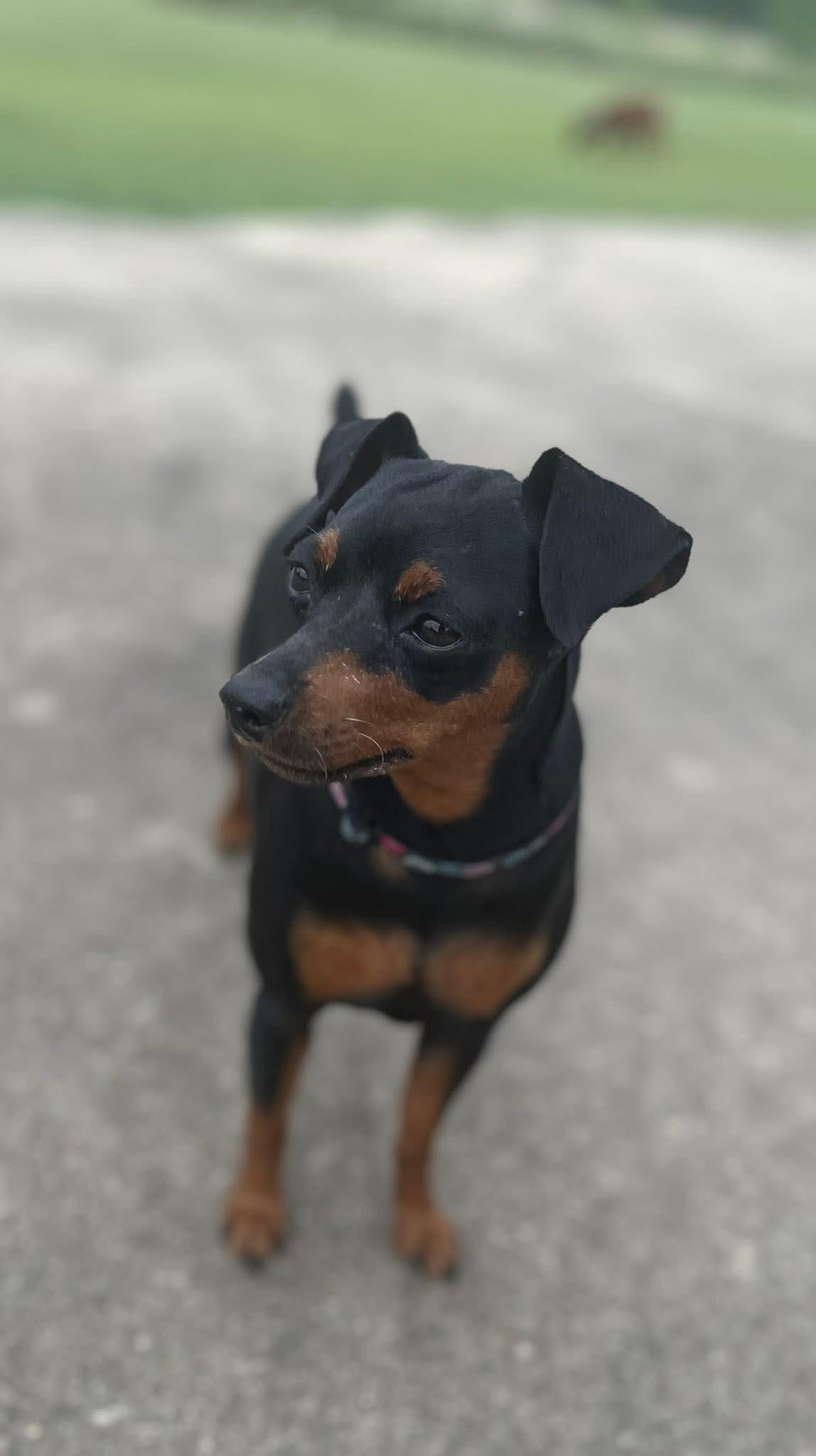 Enlarge Jessie, a ADOPTABLE Miniature Pinscher in Austin, TX image 5/5