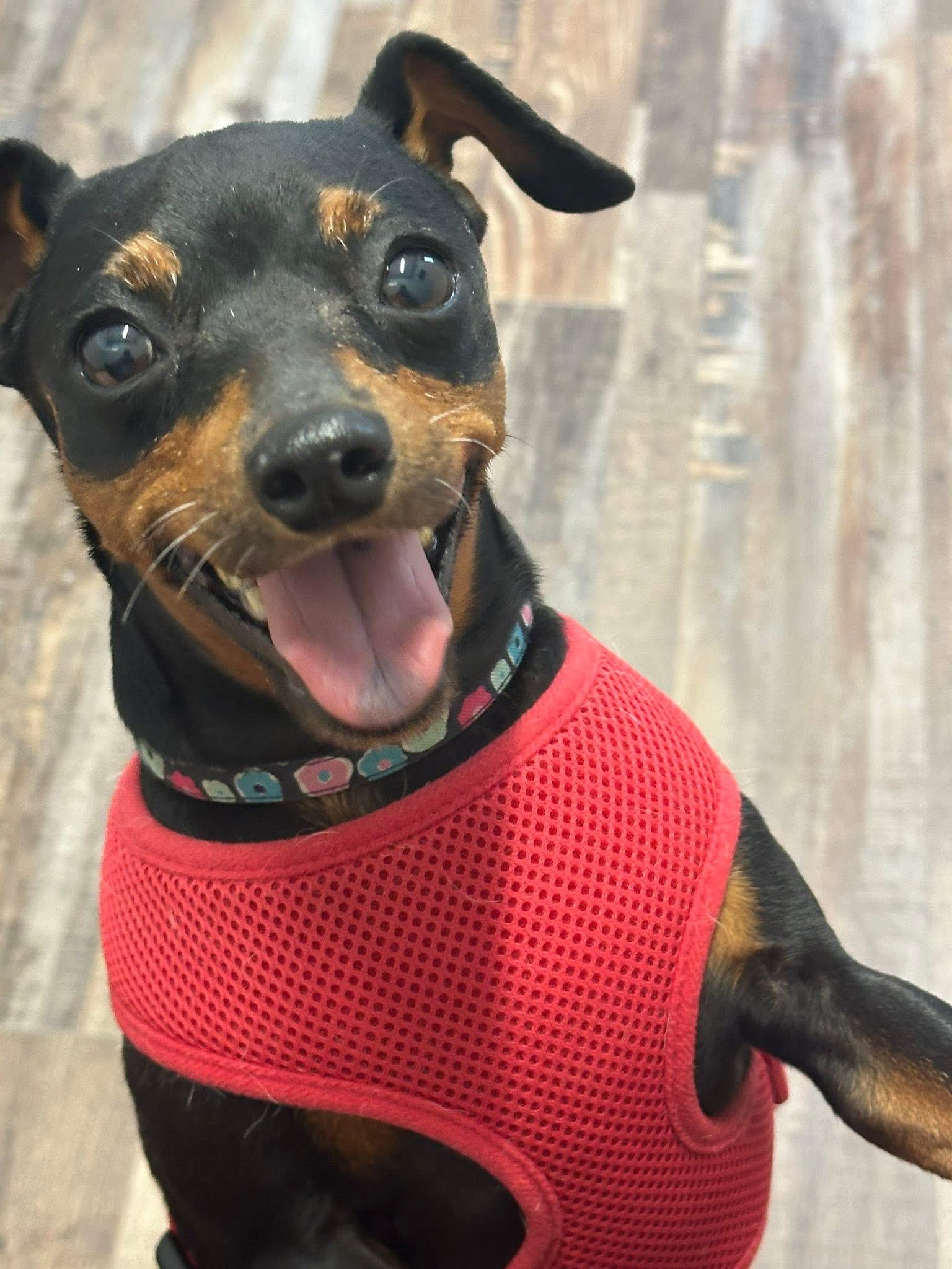 Enlarge Jessie, a ADOPTABLE Miniature Pinscher in Austin, TX image 2/5