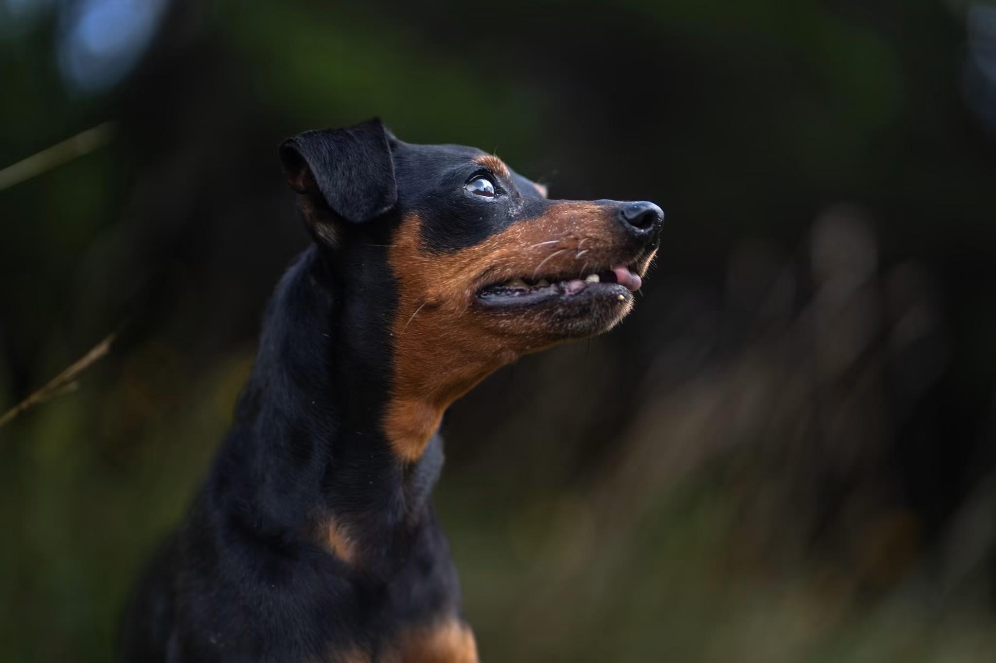 Jessie, ADOPTABLE, Adult Female Miniature Pinscher.