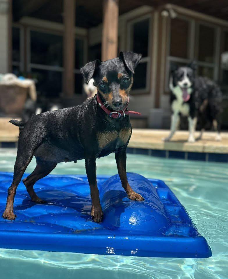 Enlarge Jessie, a ADOPTABLE Miniature Pinscher in Austin, TX image 3/5