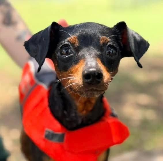 Jessie, ADOPTABLE, Adult Female Miniature Pinscher.