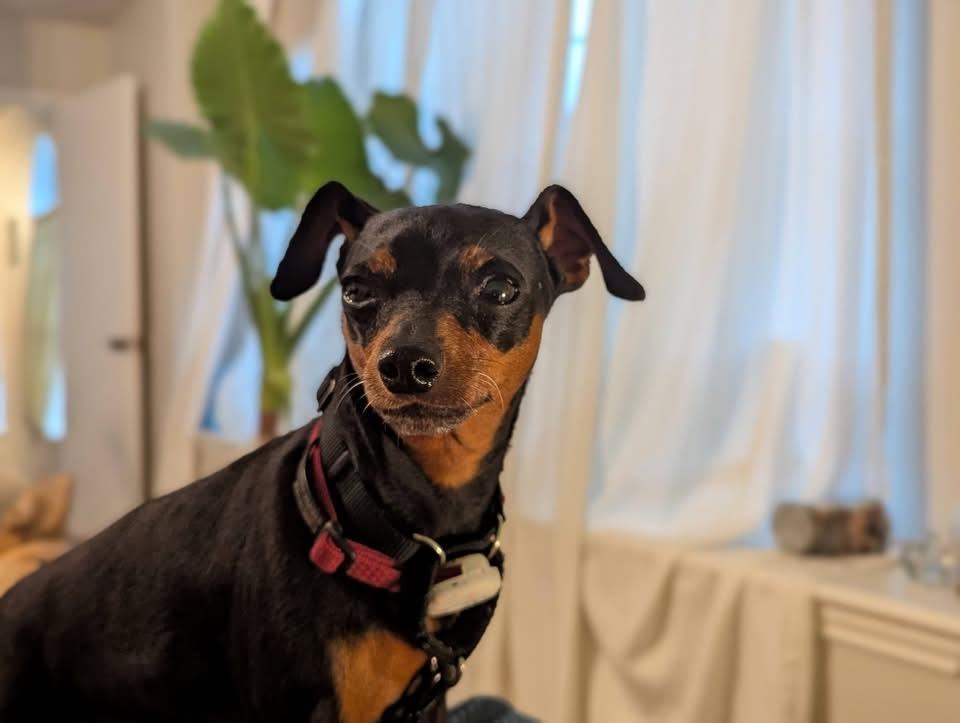 Enlarge Jessie, a ADOPTABLE Miniature Pinscher in Austin, TX image 2/6