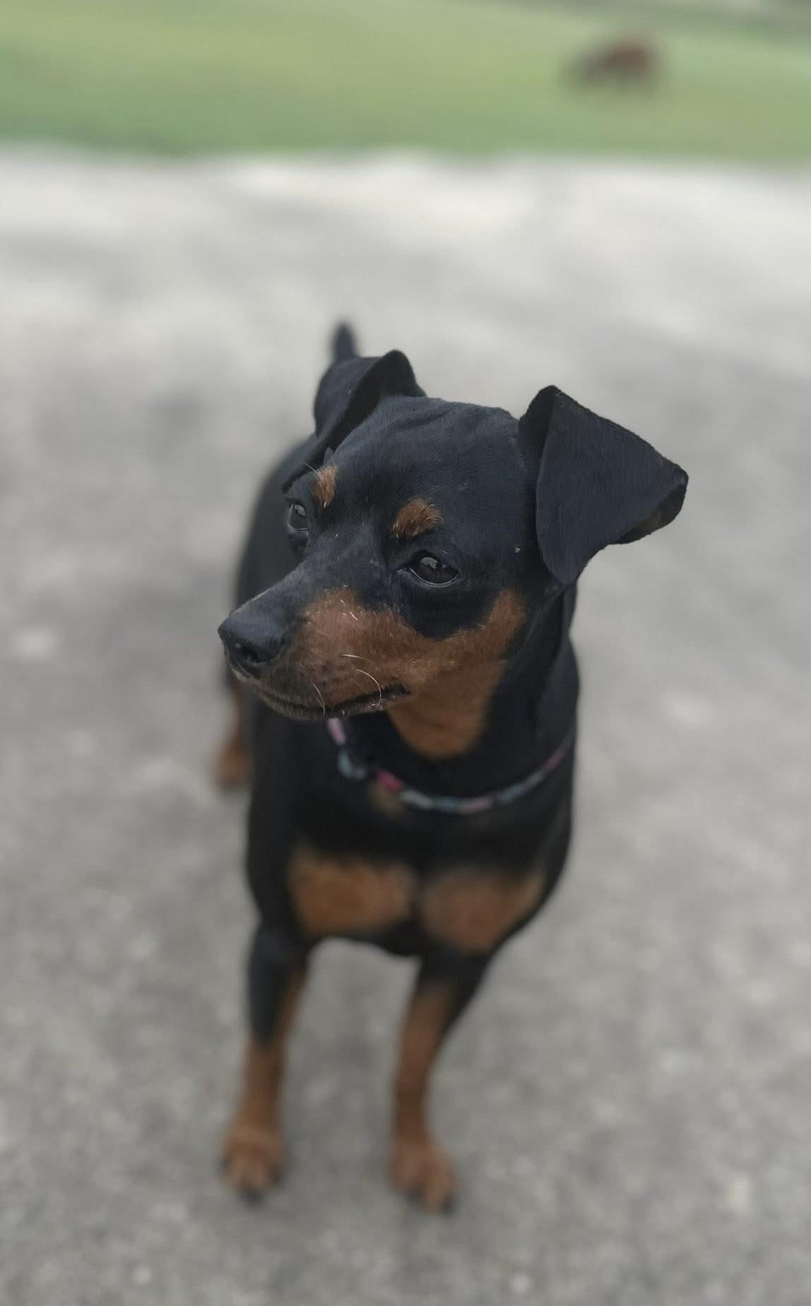 Enlarge Jessie, a ADOPTABLE Miniature Pinscher in Austin, TX image 6/6