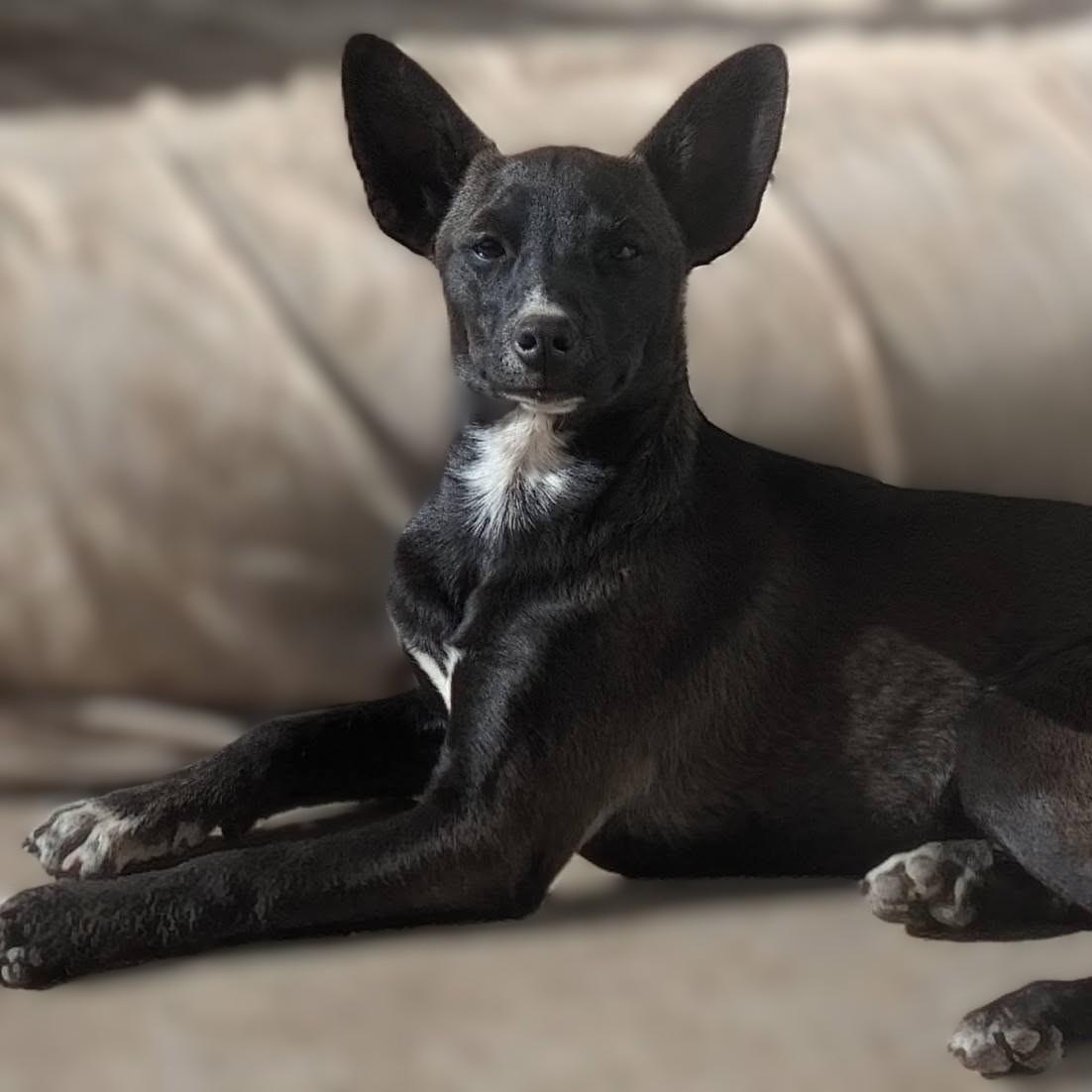 Clover, Adoptable, Puppy Female Terrier & Border Collie.