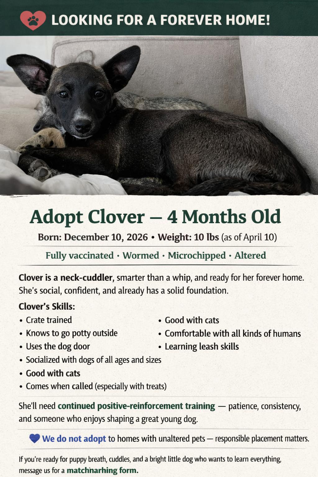 Enlarge Clover, a Adoptable mixed breed in Libby, MT image 1/5