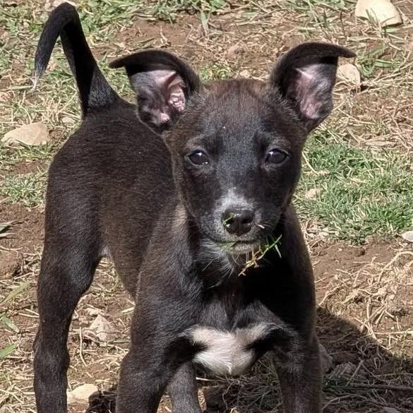 Clover, Adoptable, Puppy Female Wirehaired Terrier & Border Collie.