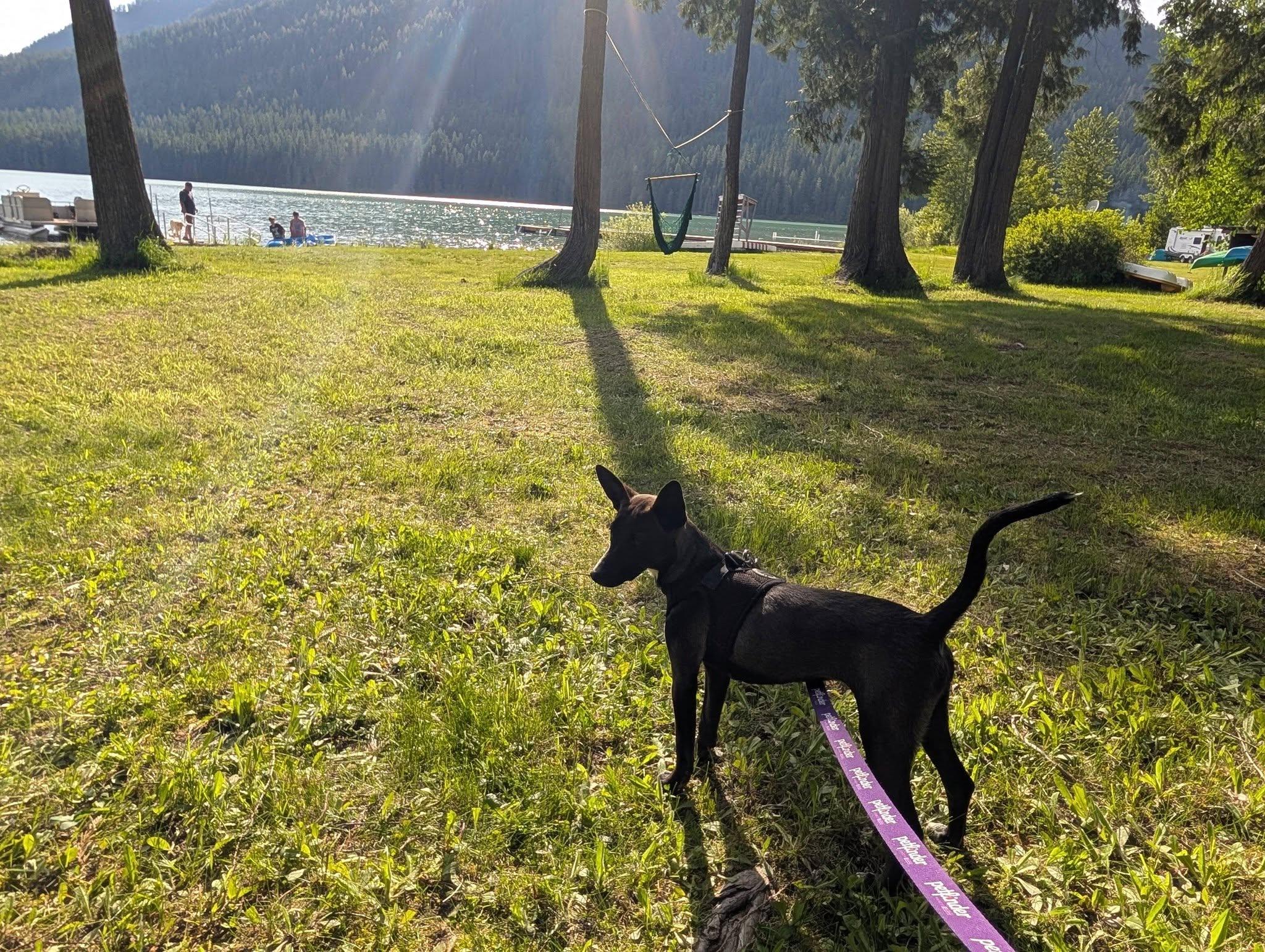 Clover, an adopted mixed breed in Libby, MT image 2/6