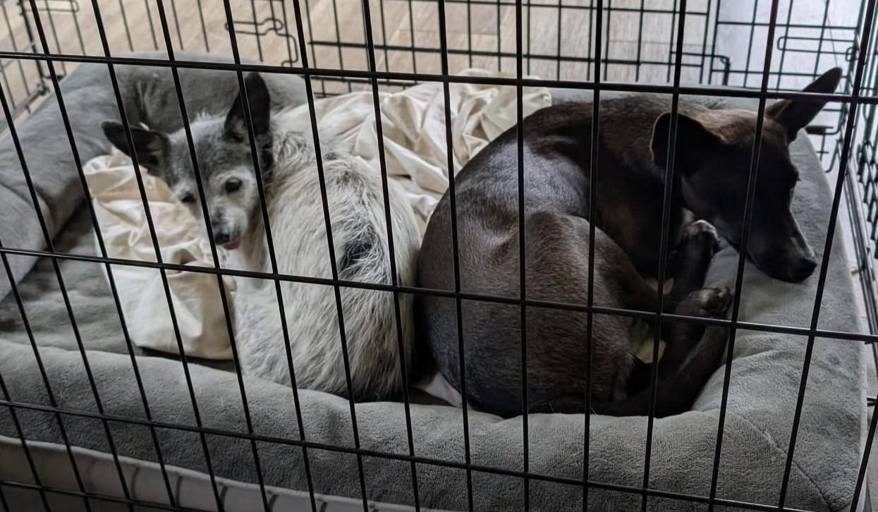 Clover, an adopted mixed breed in Libby, MT image 4/6