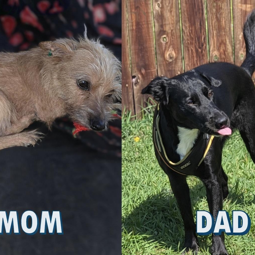 Clover, a Adoptable mixed breed in Libby, MT image 5/5