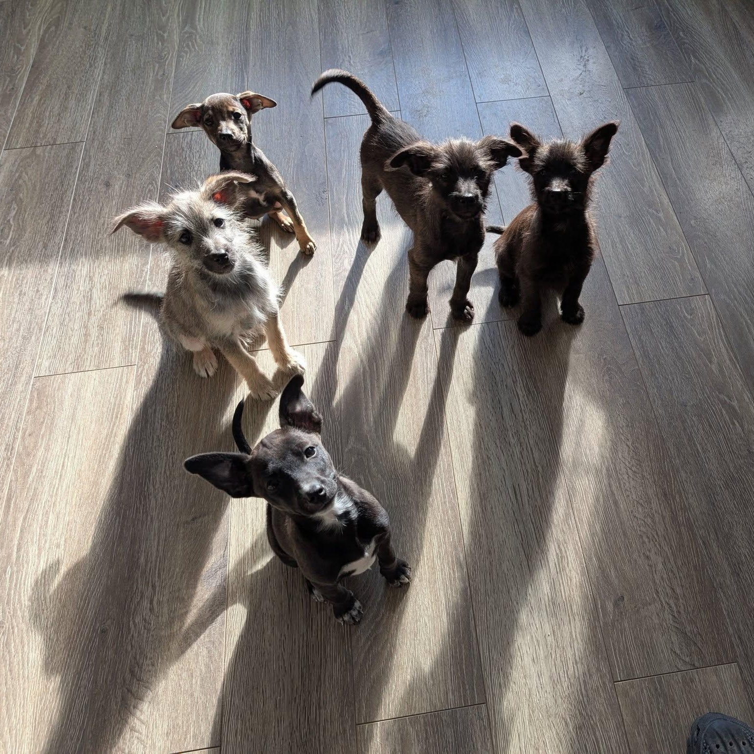 Clover, a Adoptable mixed breed in Libby, MT image 3/5