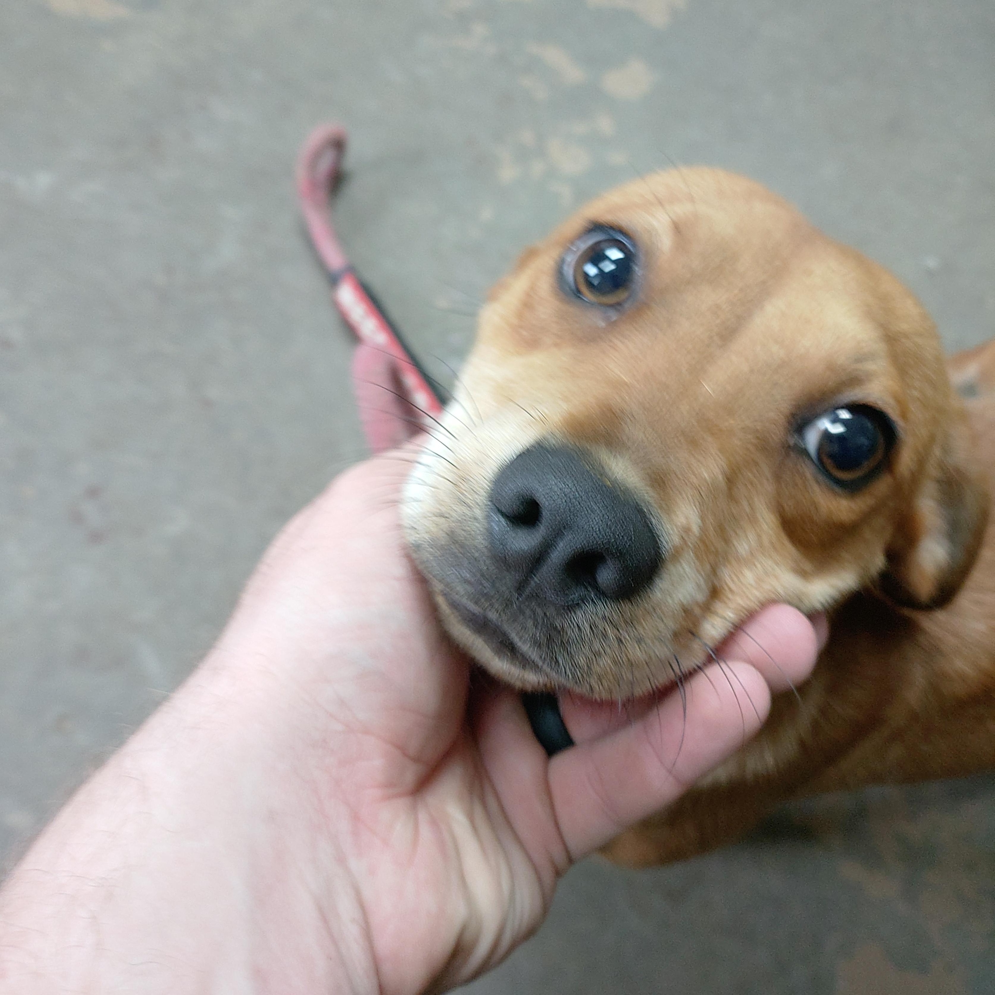 26-103, Adopted, Young Female Terrier.