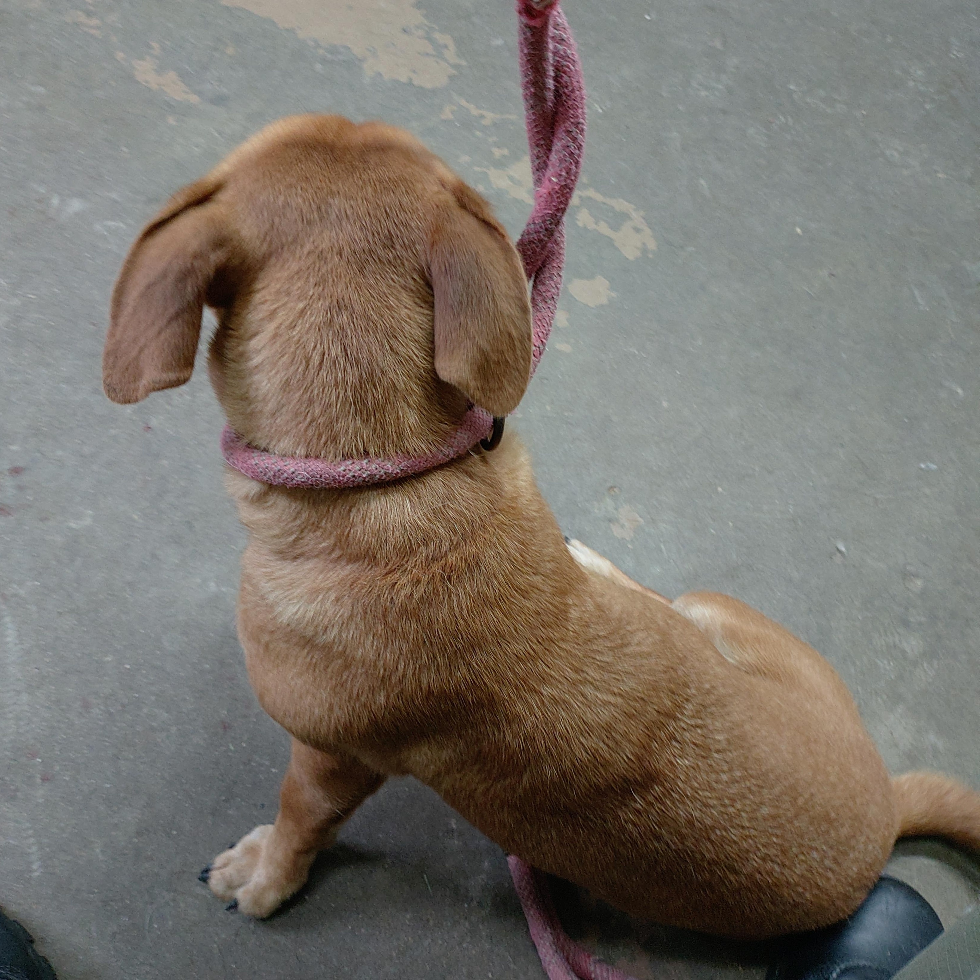 Enlarge 26-103, a Adopted mixed breed in Carrollton, OH image 3/3