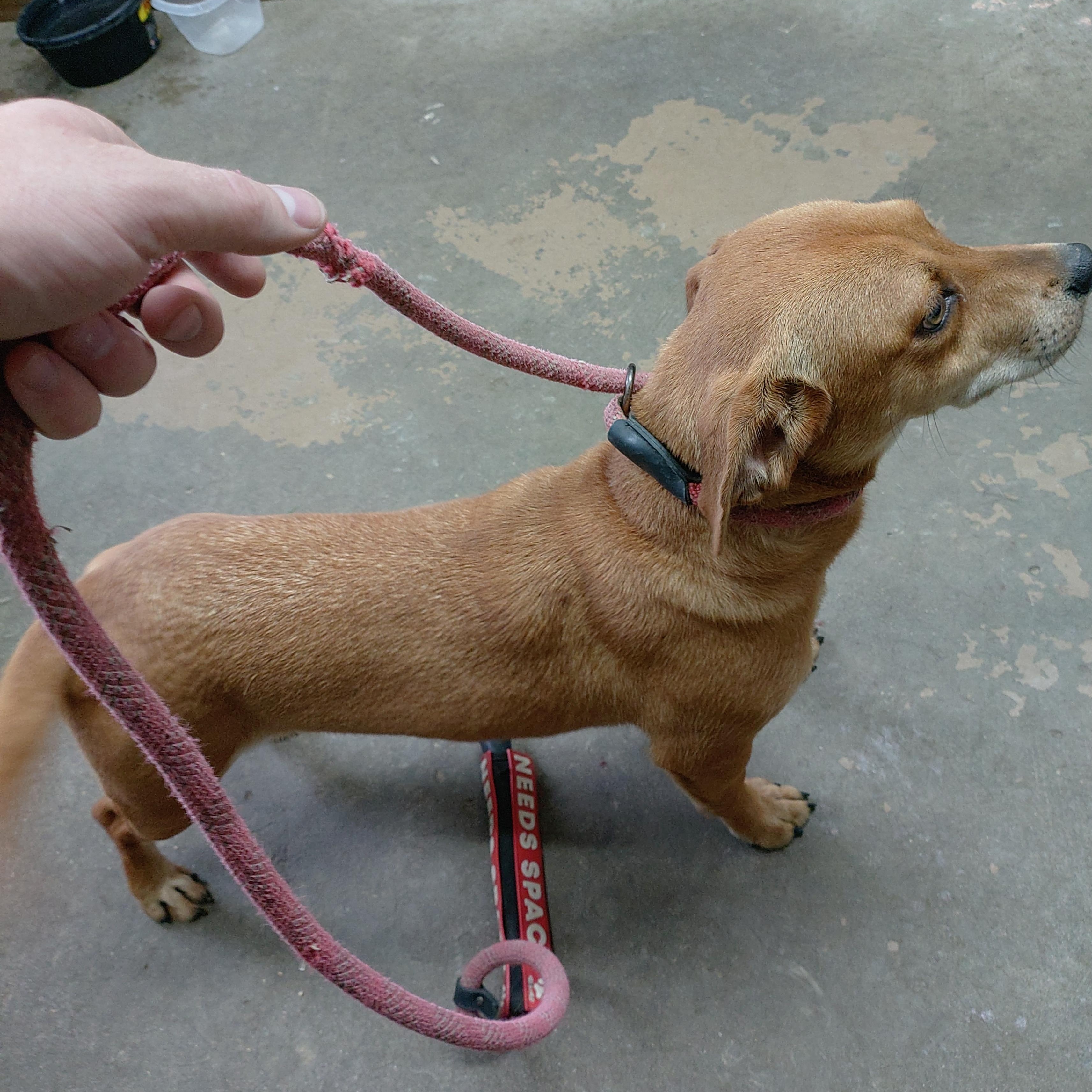 Enlarge 26-103, a Adopted mixed breed in Carrollton, OH image 2/3