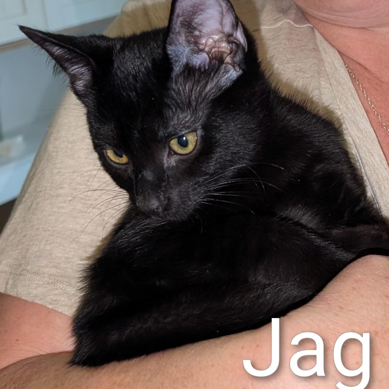 Enlarge Jag, a Adoptable American Shorthair in Lilburn, GA image 2/3