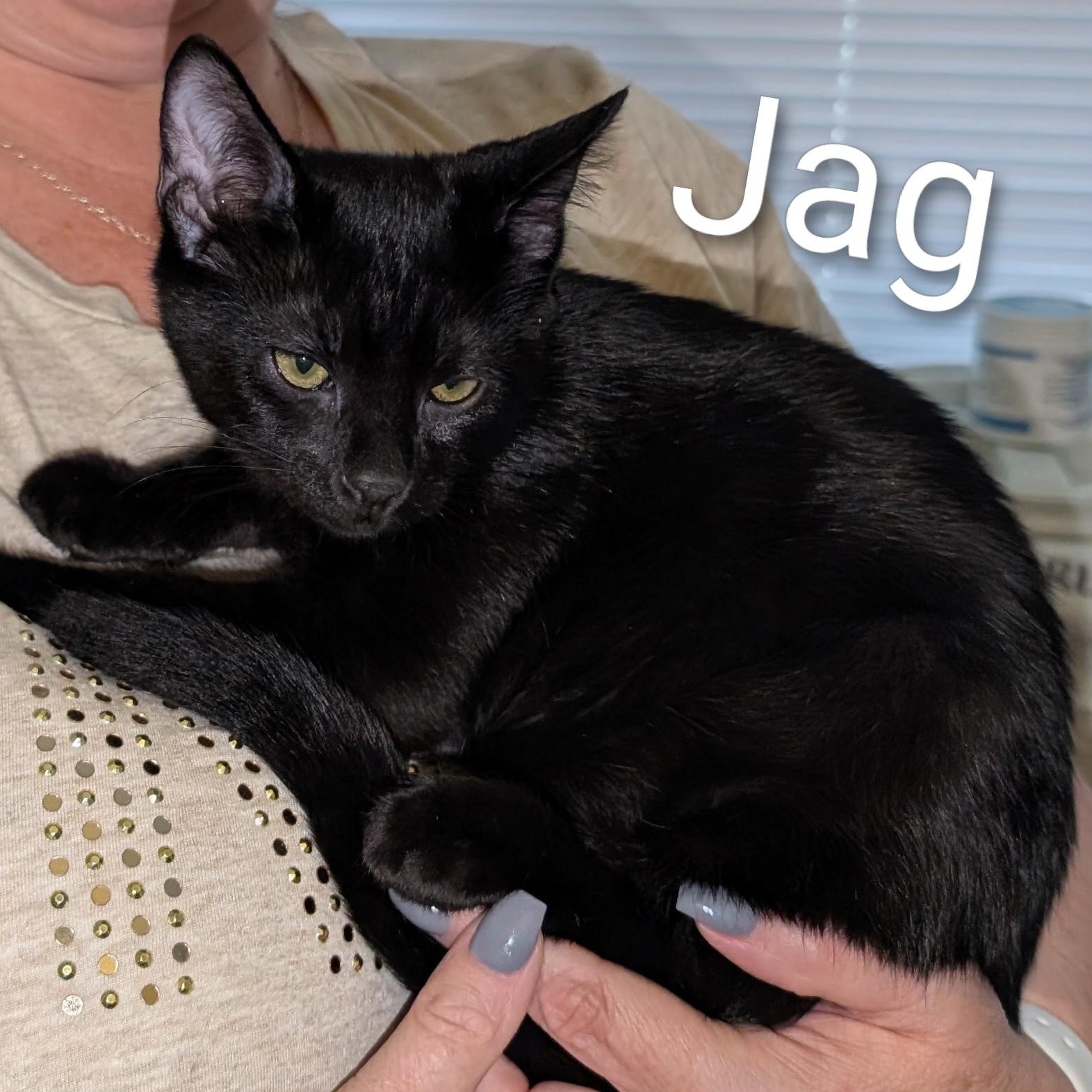 Enlarge Jag, a Adoptable American Shorthair in Lilburn, GA image 3/3