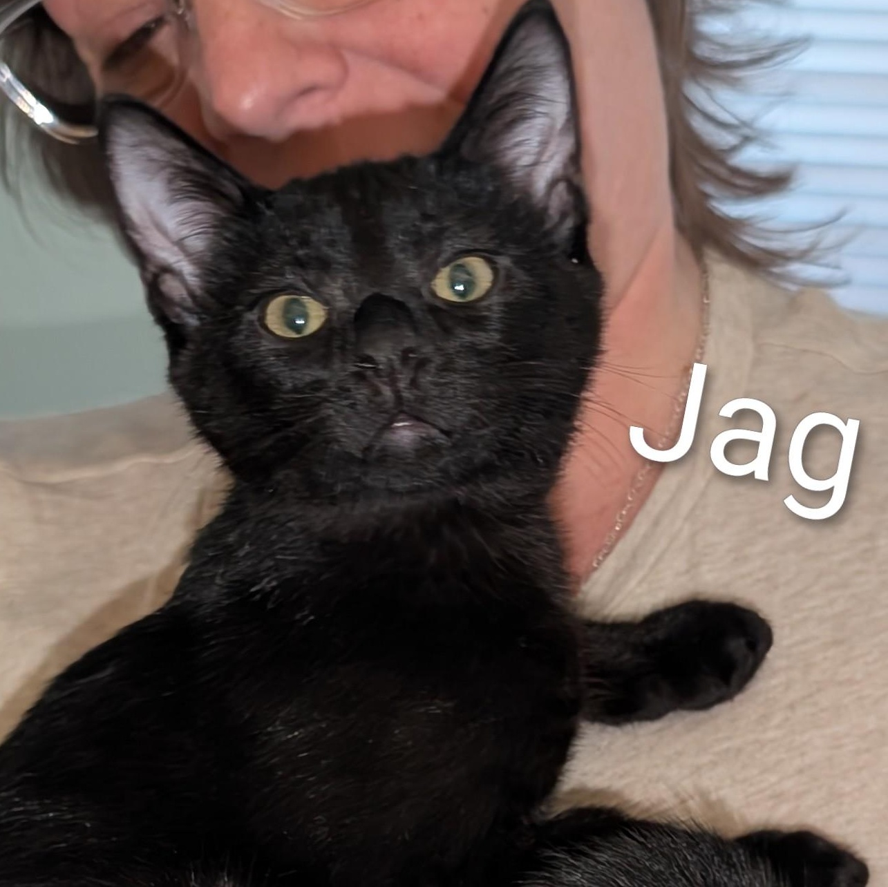 Enlarge Jag, a Adoptable American Shorthair in Lilburn, GA image 1/3