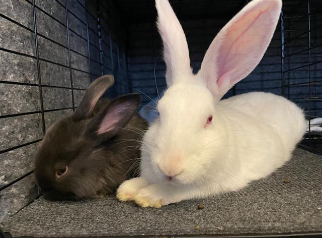 STRAWBERRY SHORTCAKE, Adoptable, Young Female Bunny Rabbit.