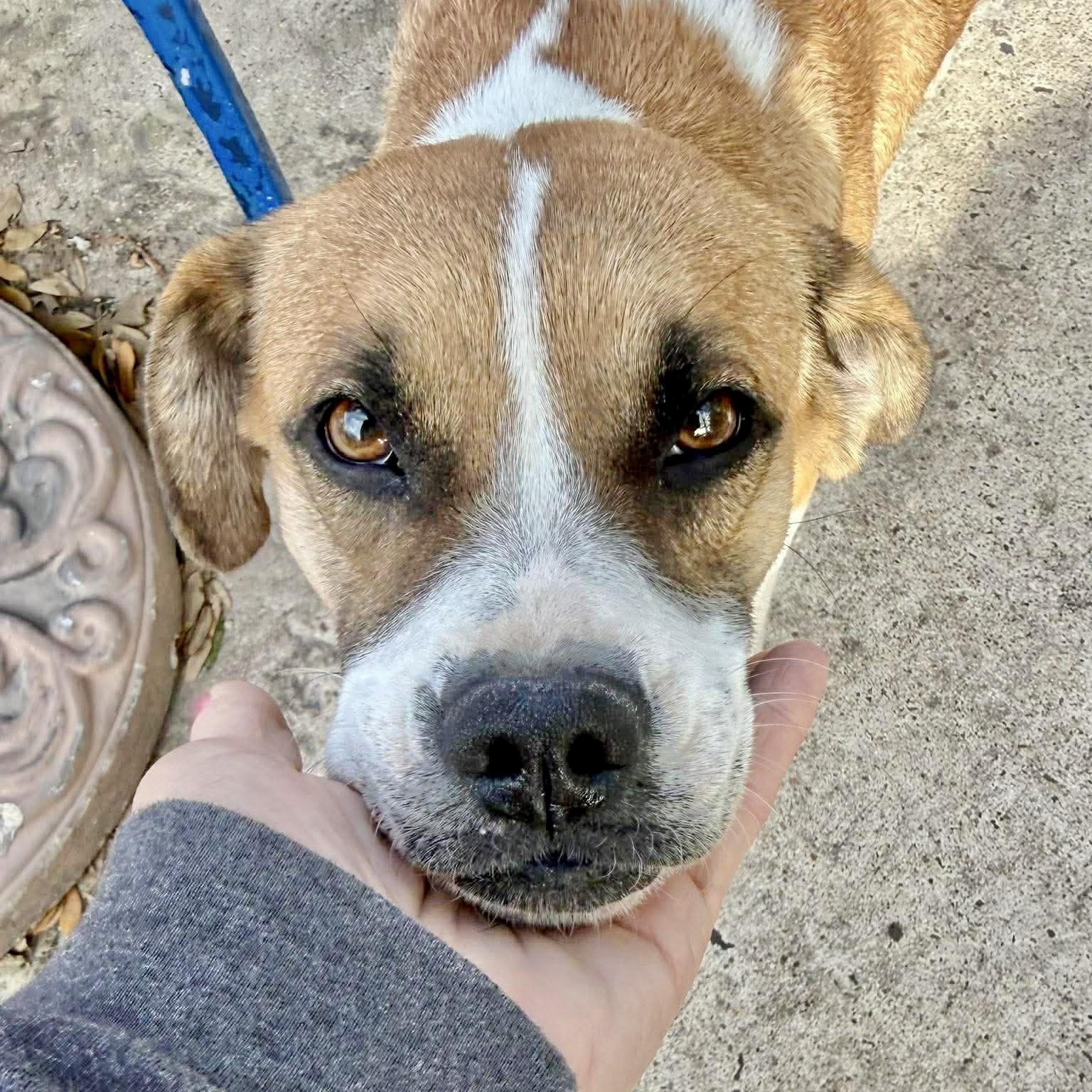 Enlarge Hula, an adopted mixed breed in Buffalo, NY image 4/6