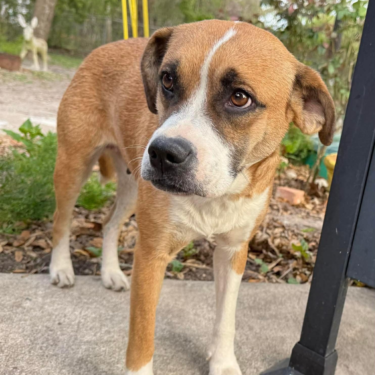 Enlarge Hula, an adopted mixed breed in Buffalo, NY image 6/6