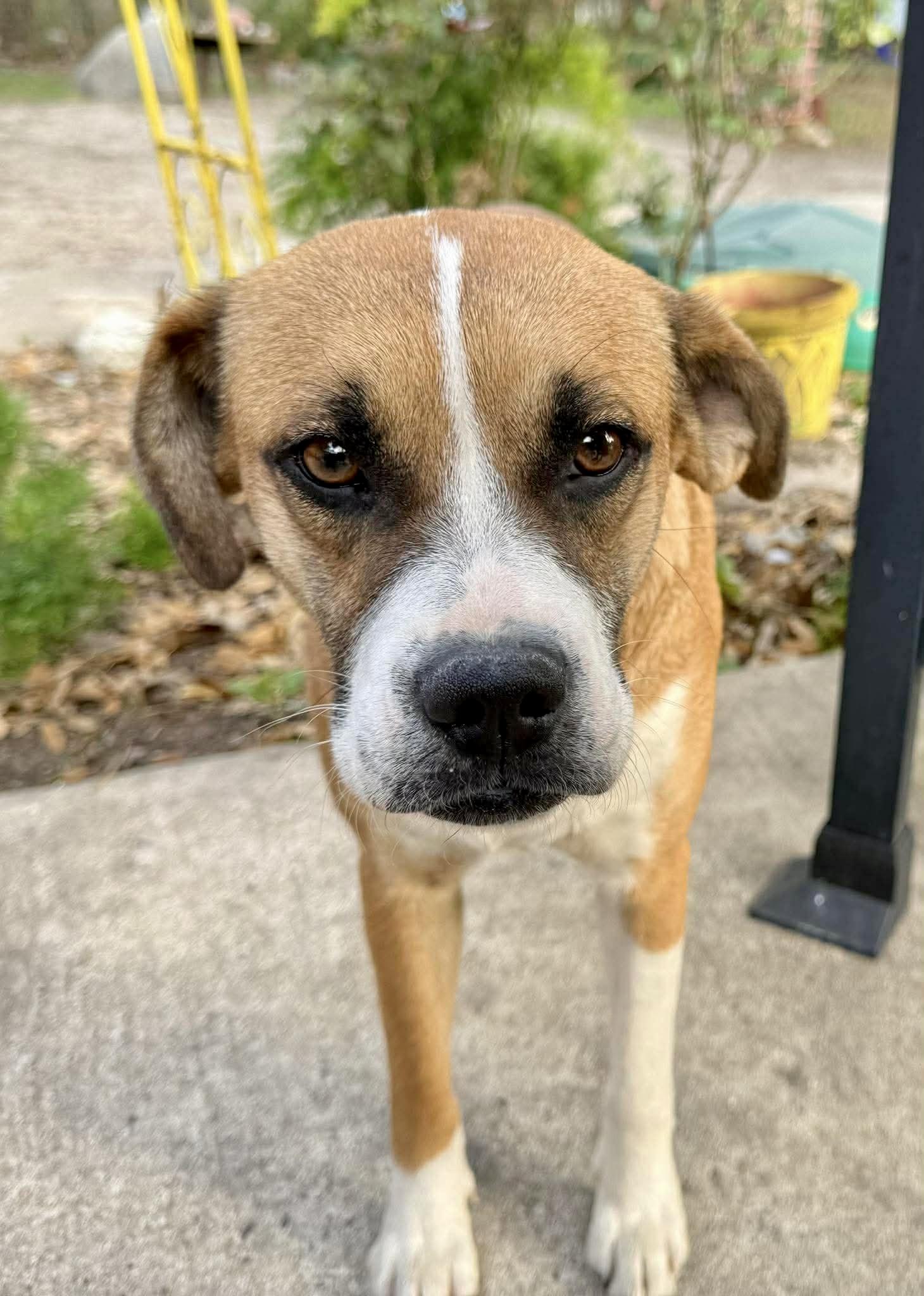 Enlarge Hula, an adopted mixed breed in Buffalo, NY image 5/6