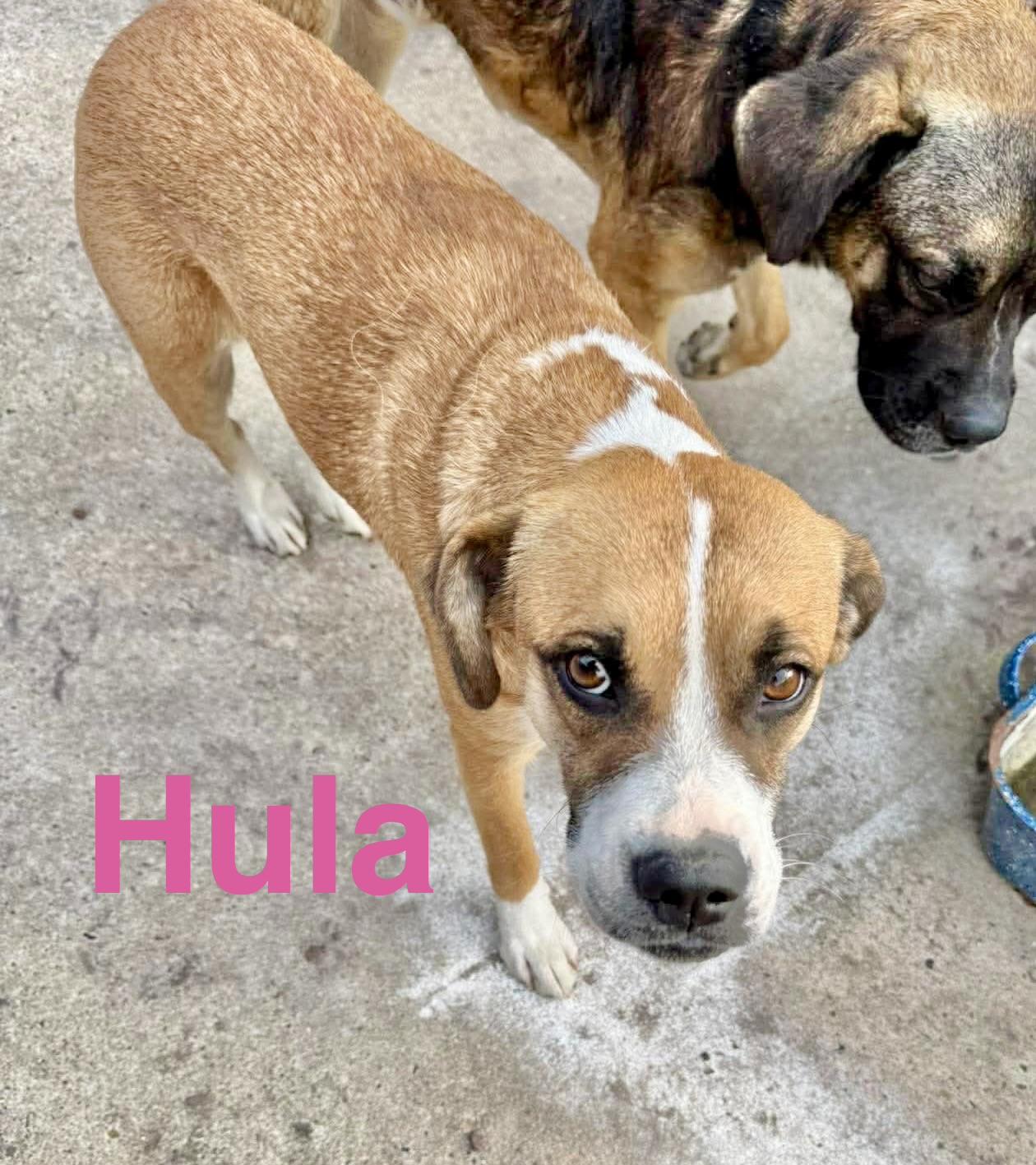 Enlarge Hula, an adopted mixed breed in Buffalo, NY image 2/6