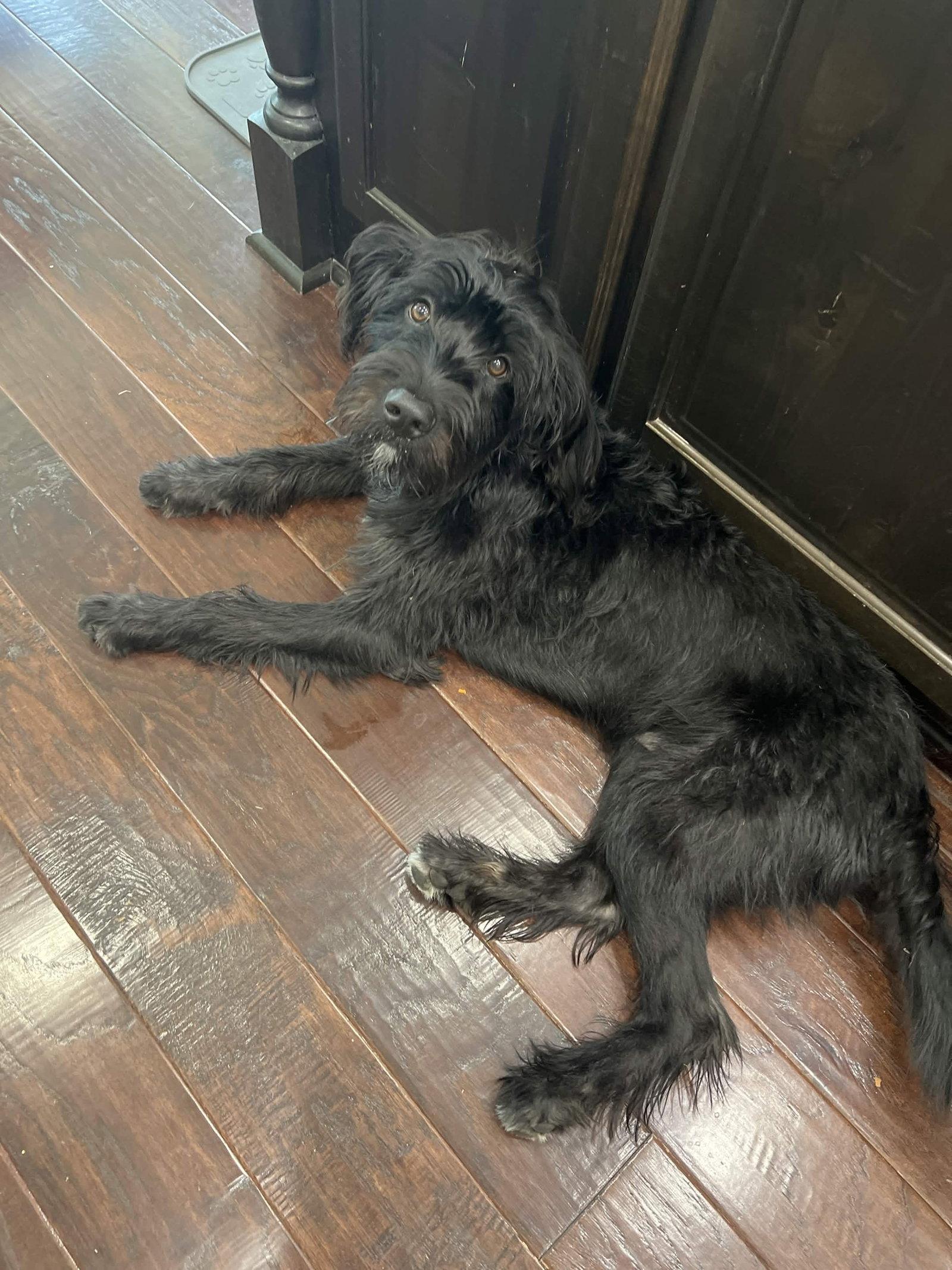 Jesse, Adoptable, Puppy Male Terrier.