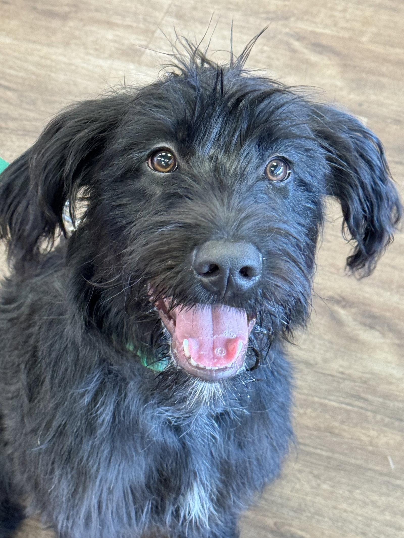 Enlarge Jesse, a Adoptable Terrier in Fort Worth, TX image 1/3