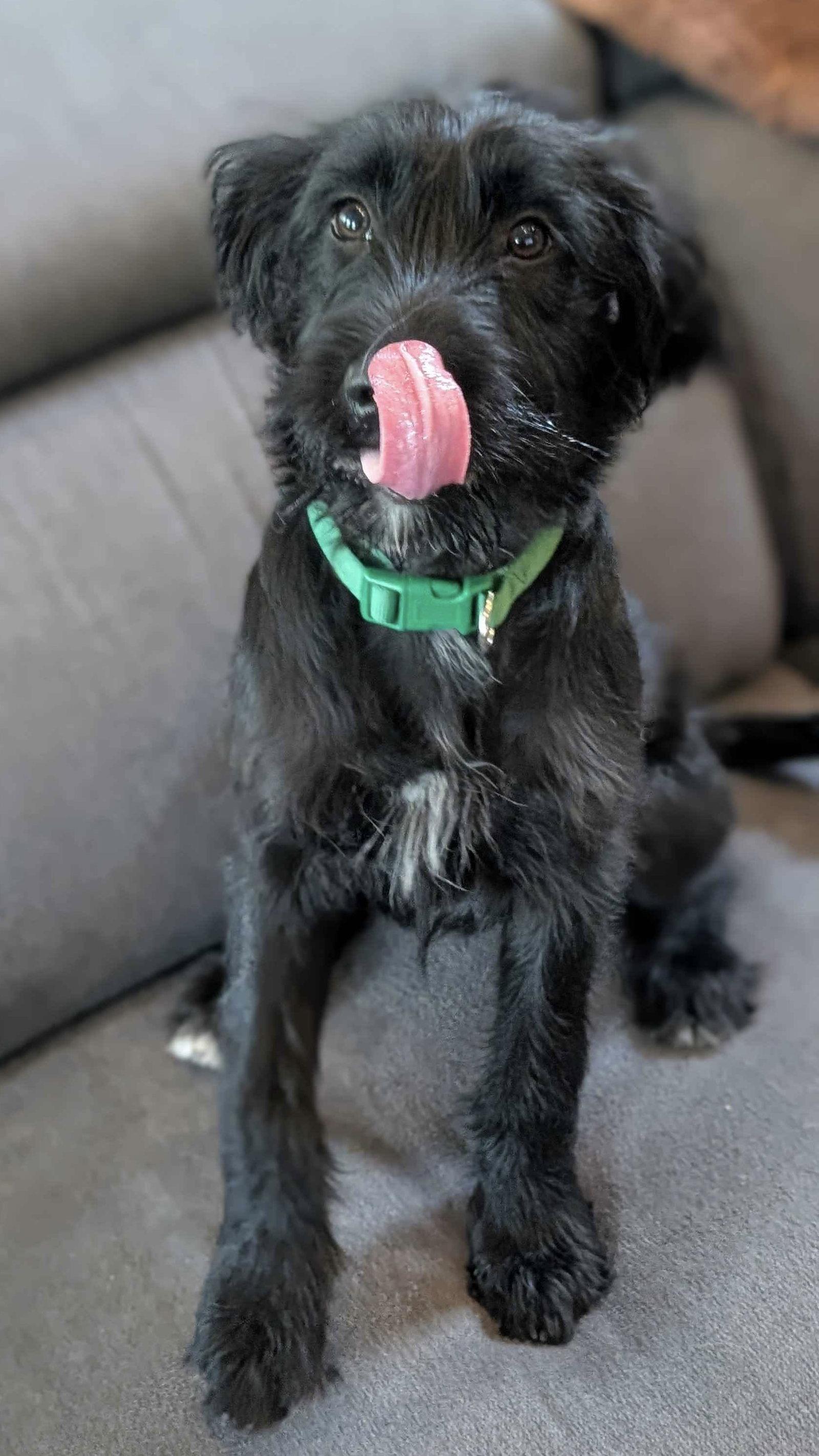 Jesse, a Adoptable Terrier in Fort Worth, TX image 1/3